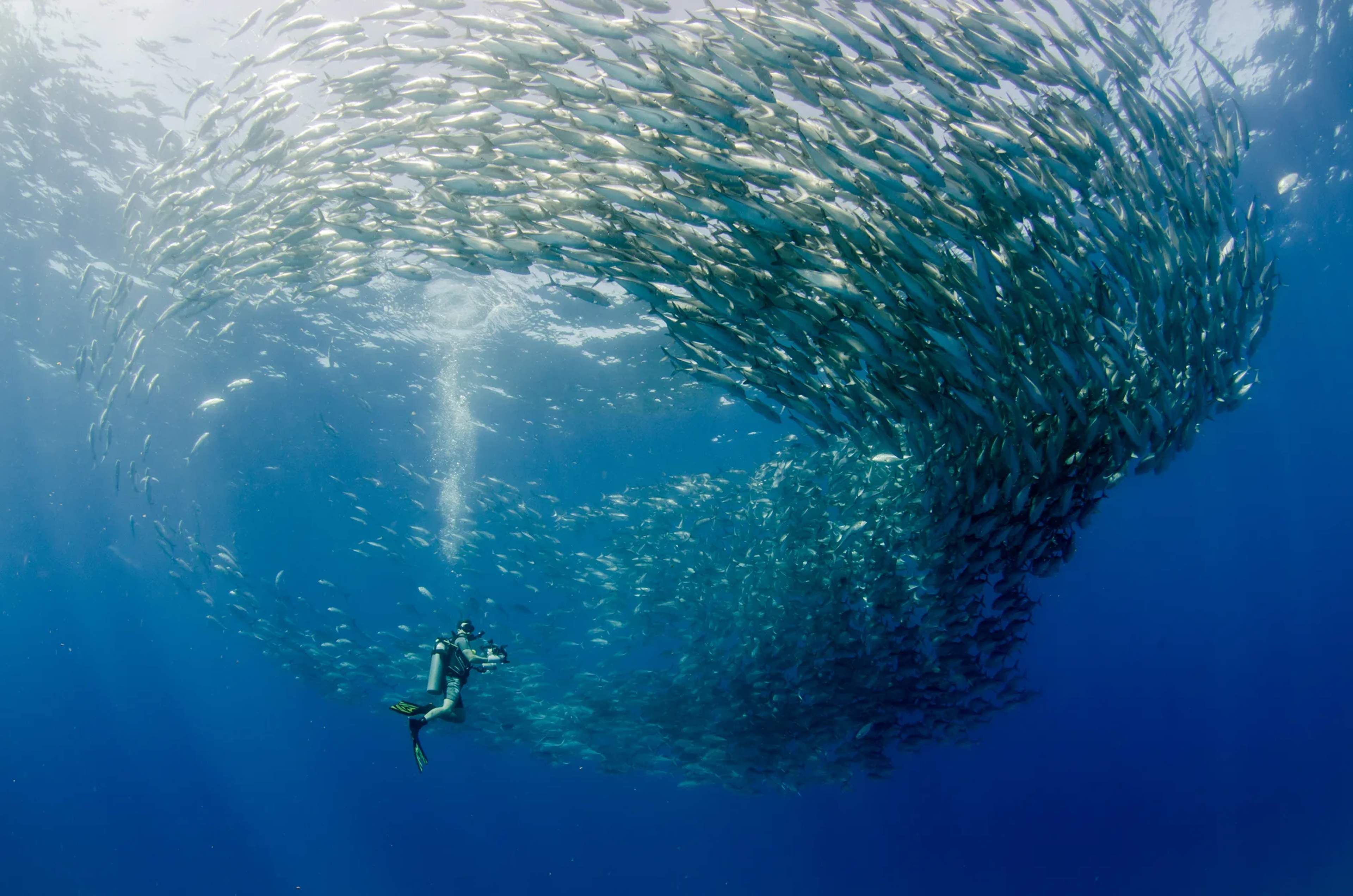 Un buceador nada bajo un enorme cardumen de sardinas girando en aguas azules claras cerca de un santuario marino de Cabo.