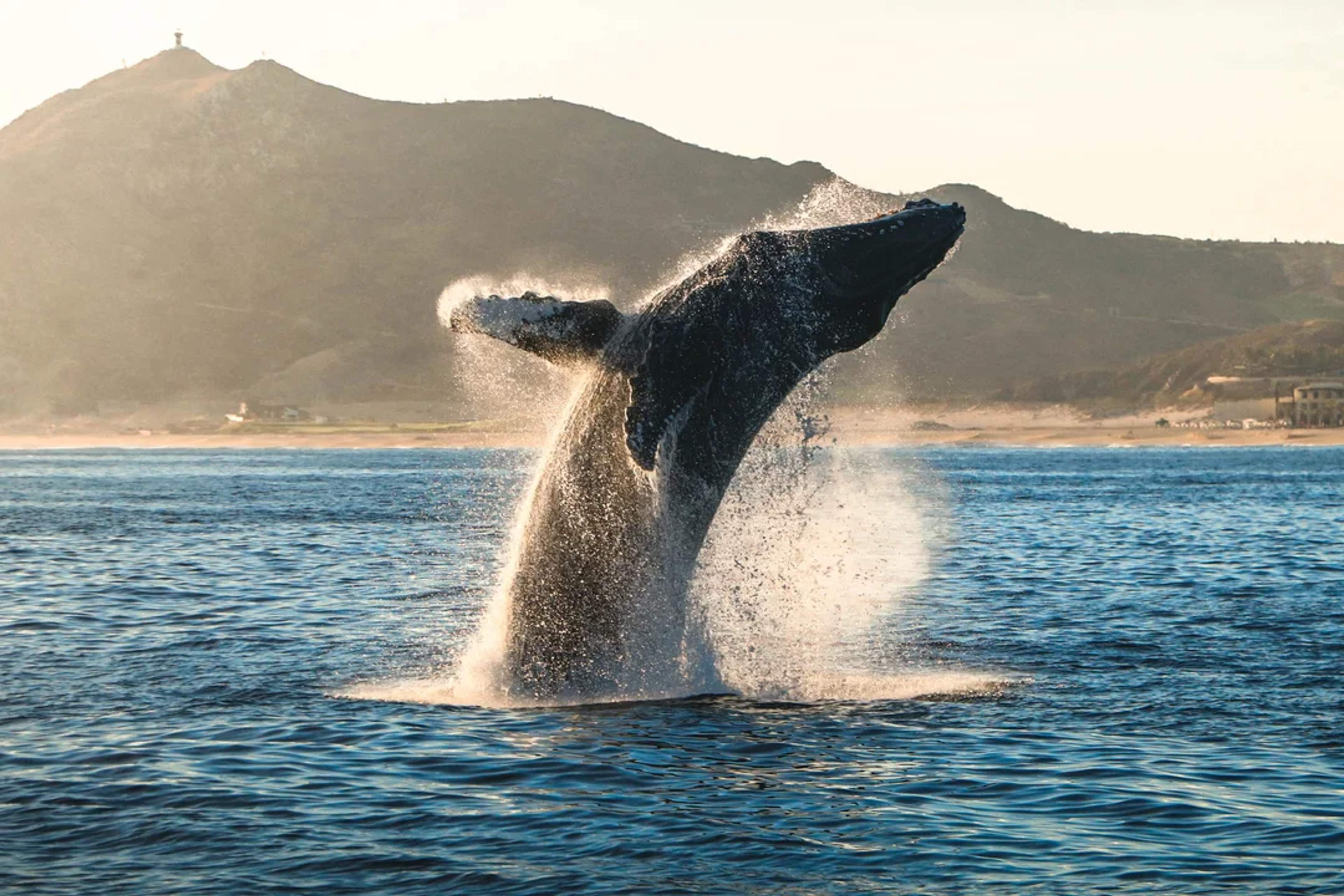 Una ballena jorobada emerge del mar cerca de Cabo, con montañas al fondo.