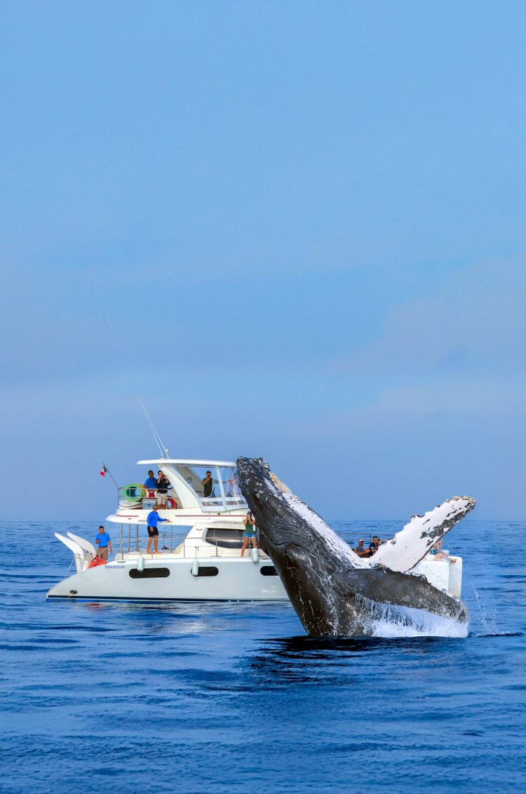 Una ballena jorobada saltando junto a un barco de lujo con espectadores emocionados observando a la majestuosa criatura.