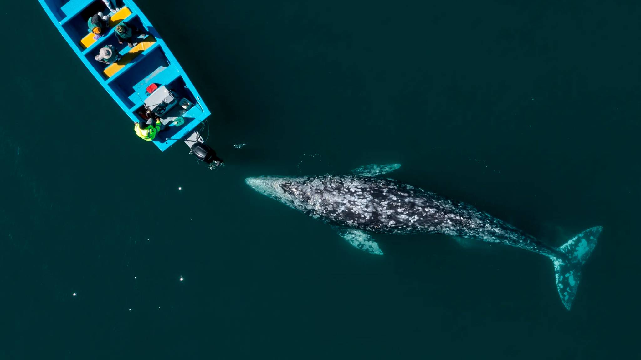 A gray whale swims near a small blue boat with tourists observing closely in calm, dark ocean waters.