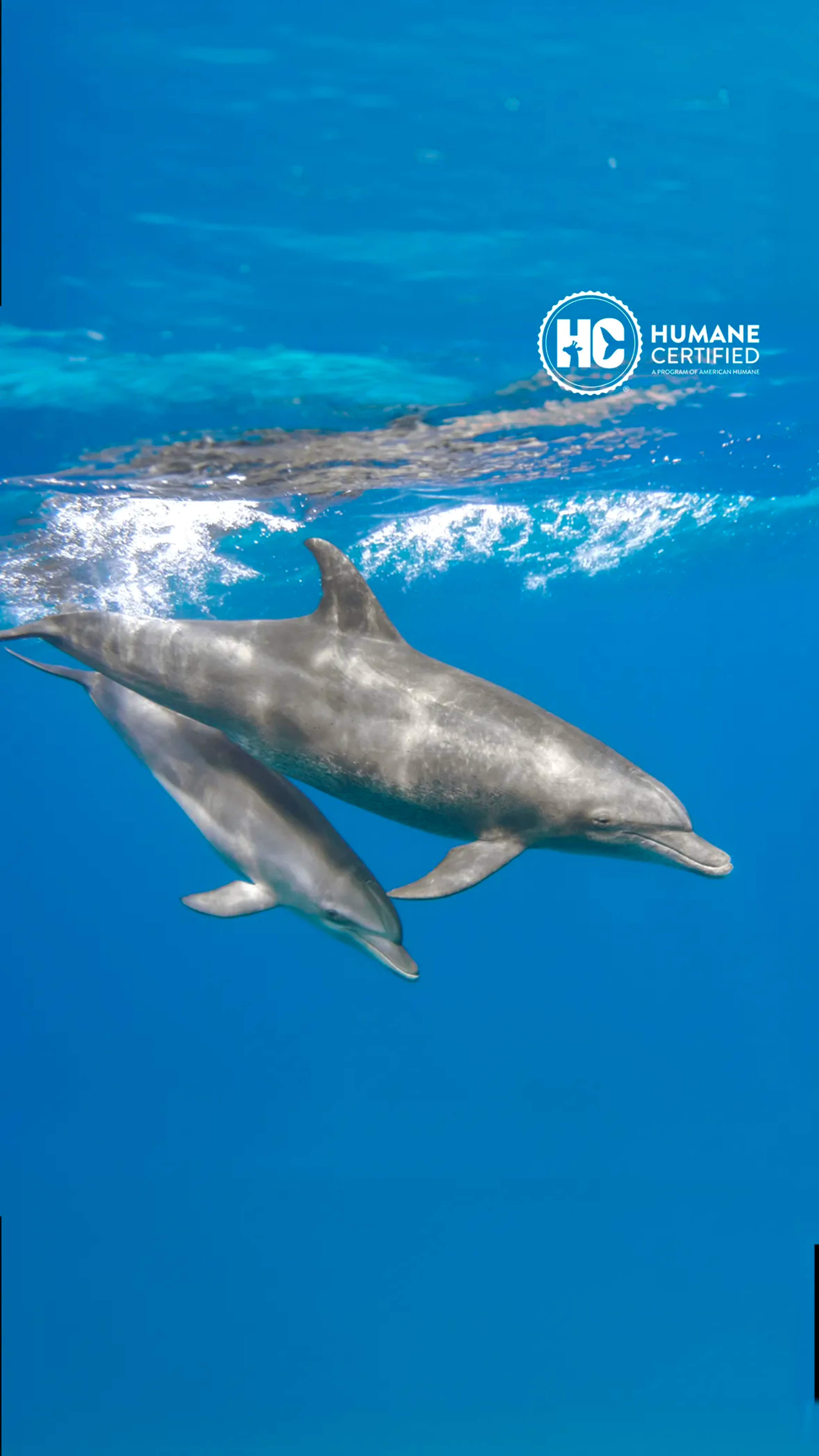 Swim with intelligent and beautiful dolphins in Los Cabos, experiencing their grace and playful nature up close.