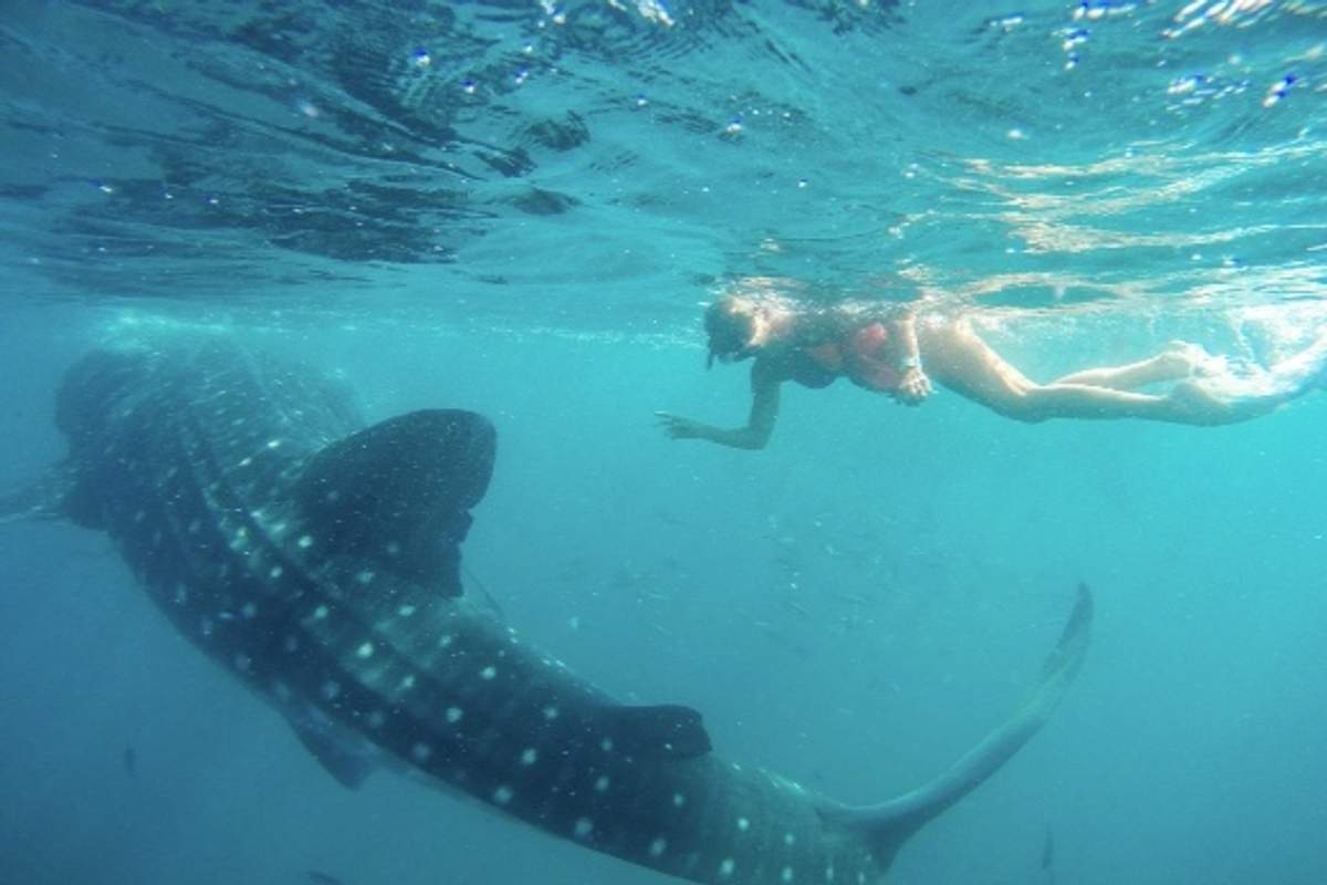 A young woman swims alongside a majestic whale shark in the clear waters of Cabo San Lucas.