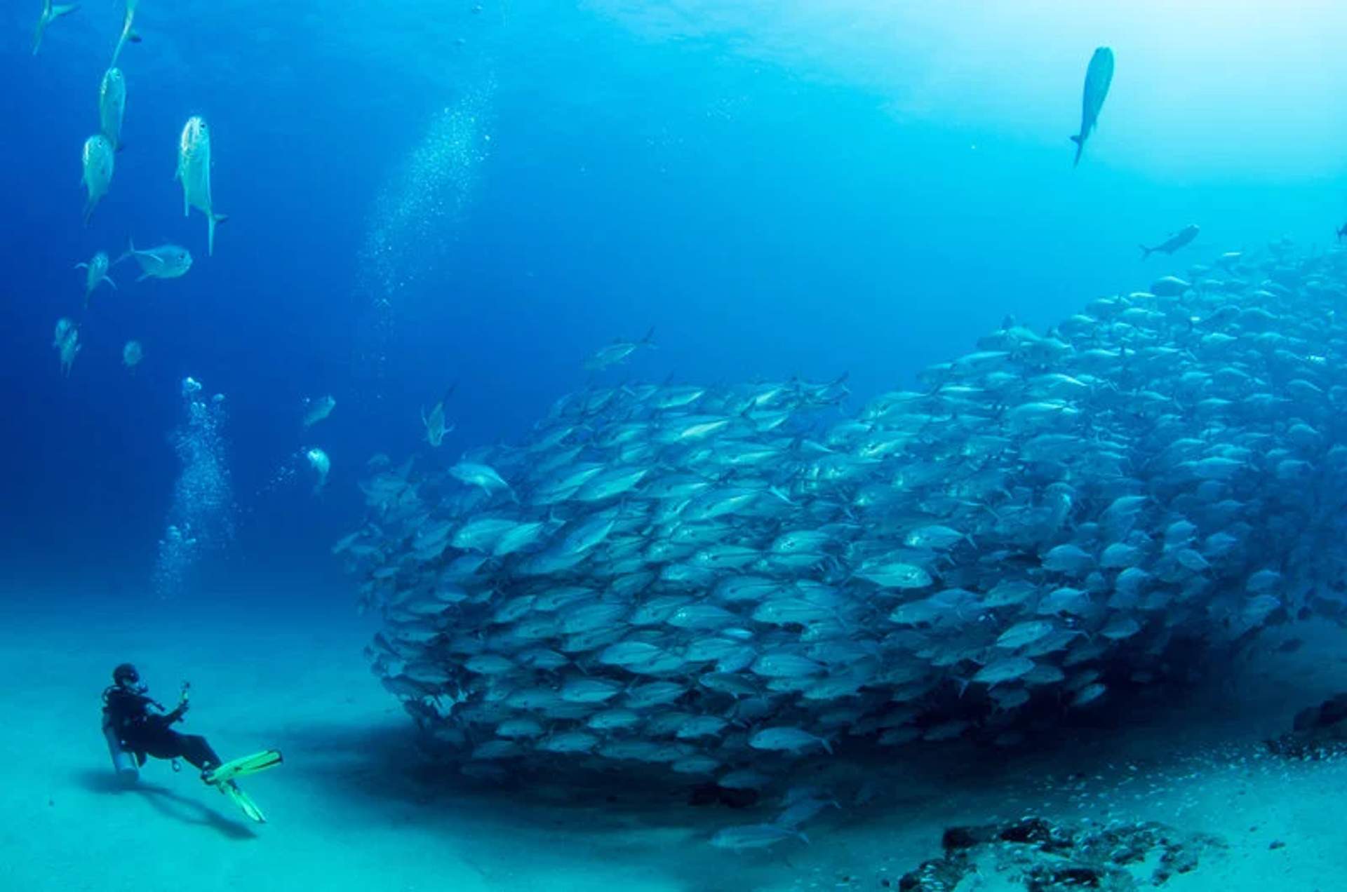 A scuba diver swimming alongside a massive school of fish in the clear blue waters of Cabo Pulmo, Mexico. The diver is equipped with scuba gear and yellow fins, capturing the breathtaking underwater scene.