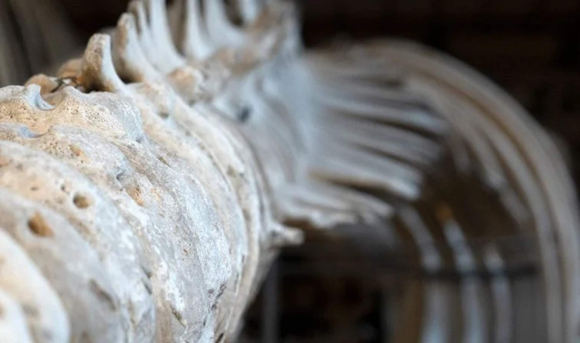 Close-up view of a whale skeleton exhibit in a museum, highlighting the intricate bone structure and details.