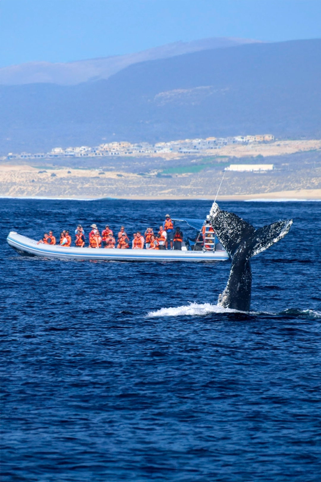 A whale's tail emerges from the ocean as a boat with passengers in orange life vests observes nearby.