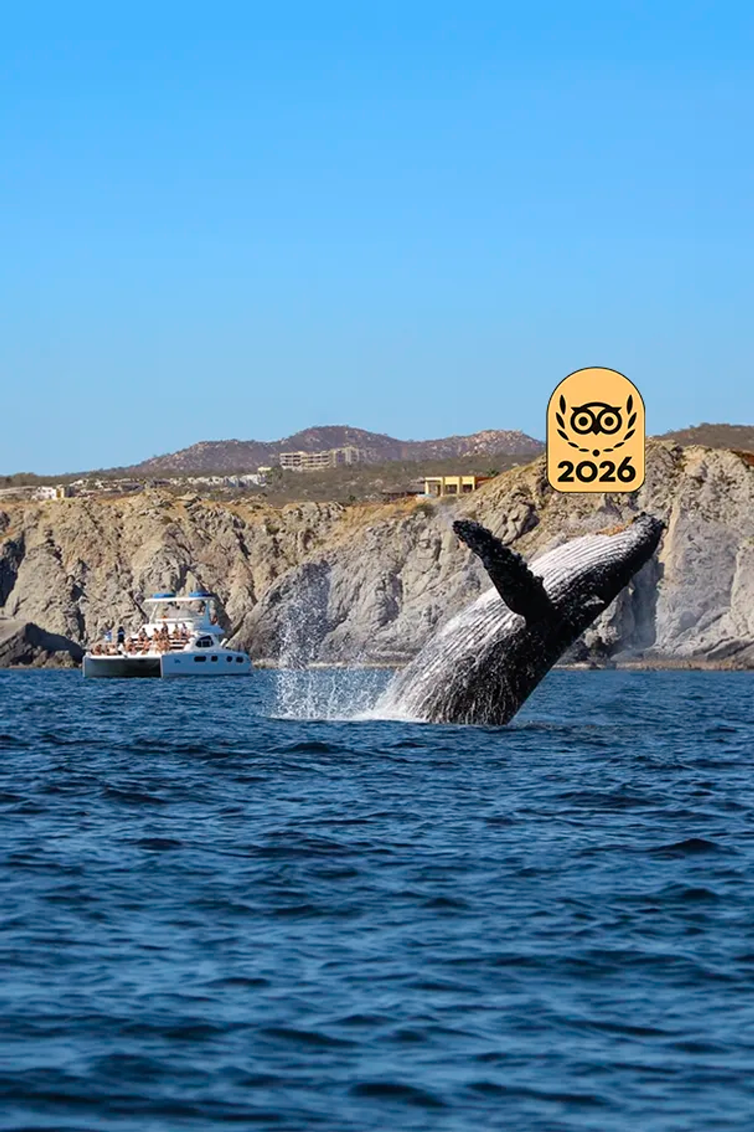 Humpback whale breaching near a boat with tourists, with rocky cliffs and blue sky in the background.