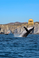Ballena jorobada emergiendo cerca de un barco con turistas, con acantilados rocosos y cielo azul al fondo.