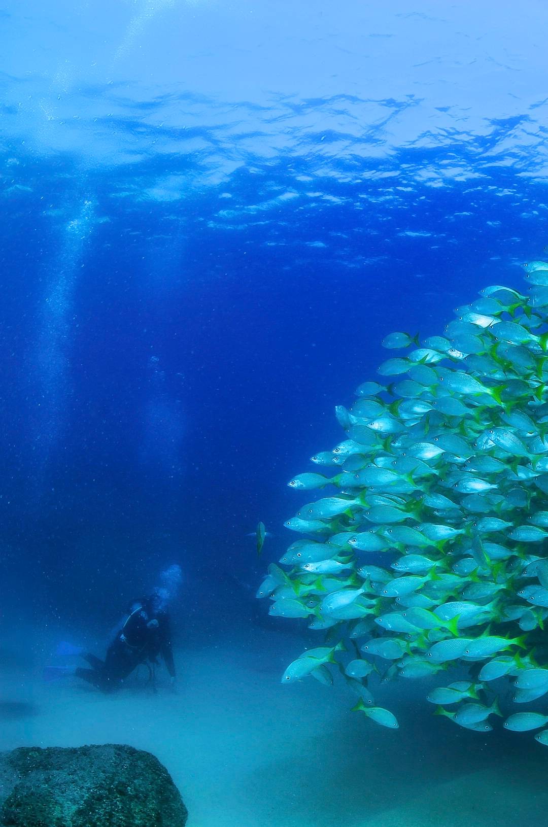 A scuba diver kneels on the ocean floor near a large school of fish with yellow tails, surrounded by the deep blue water.