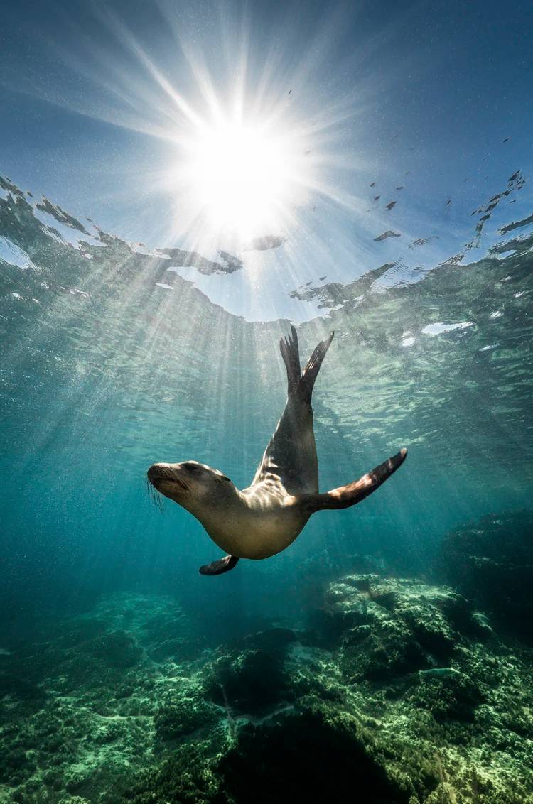Sea lion swimming underwater with sun rays shining through clear blue ocean over a rocky reef in Cabo Pulmo.