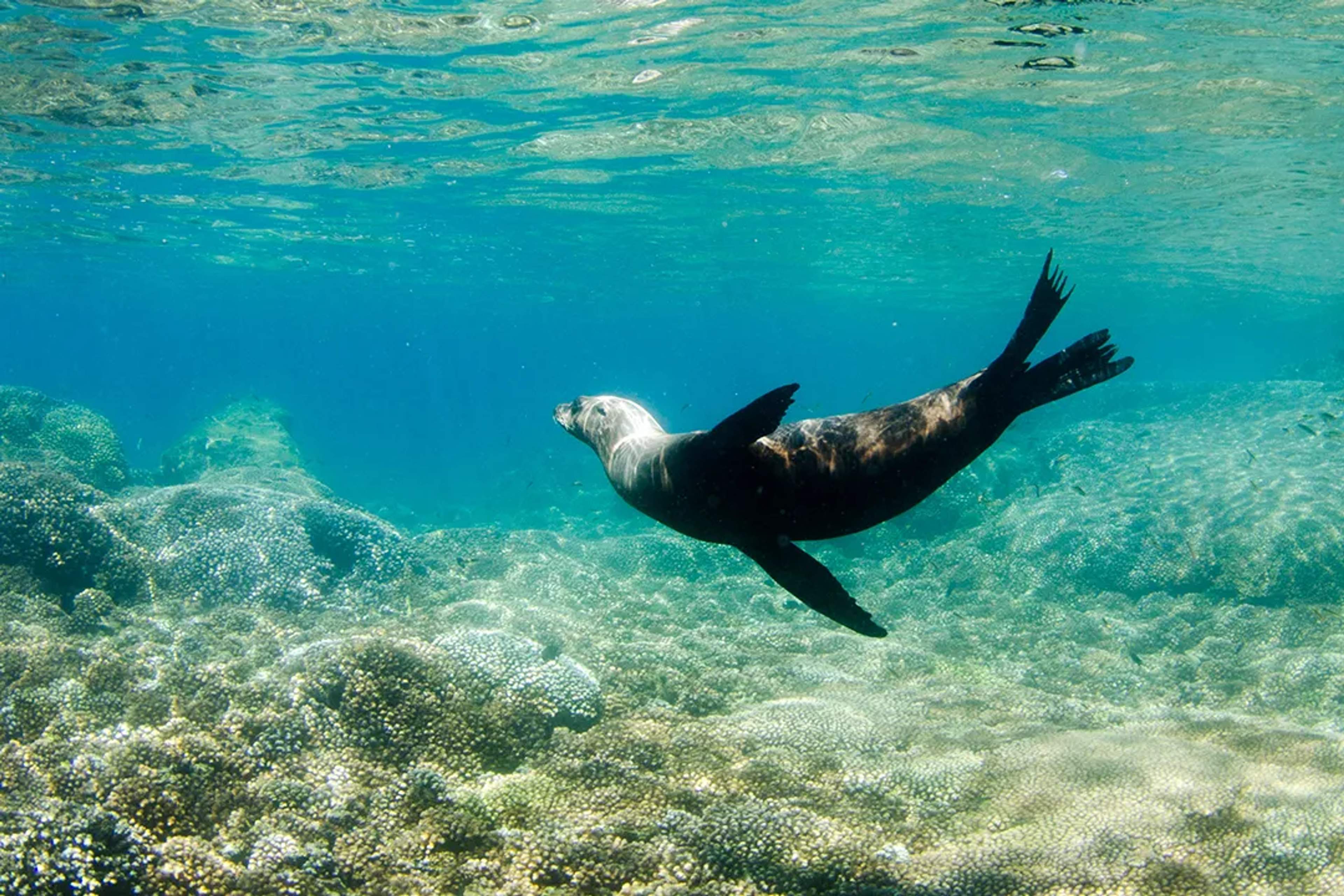 Sea lion swimming over coral reefs in the clear, vibrant waters of Cabo Pulmo National Park.
