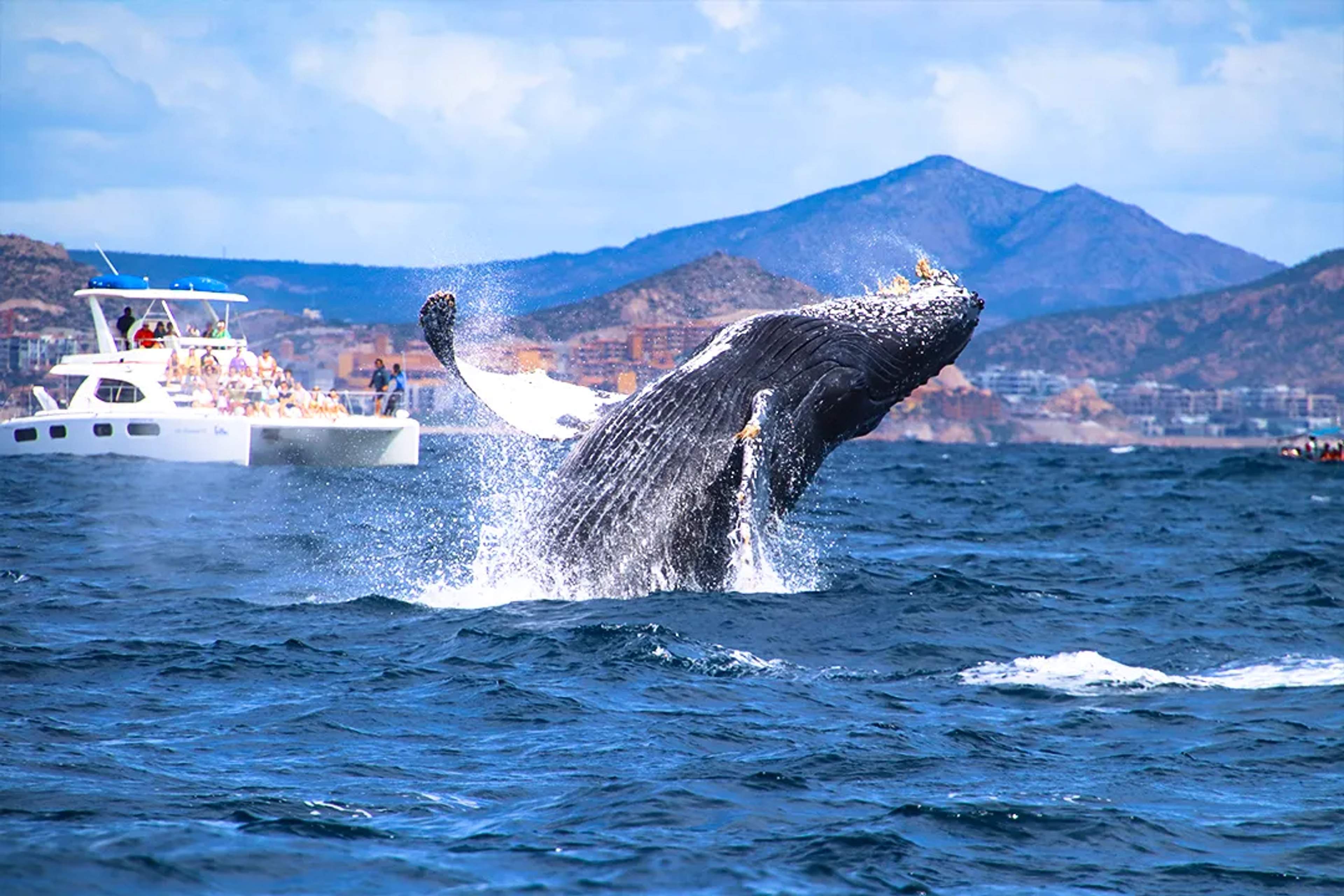 Humpback whale breaching near a catamaran during a whale watching tour in Los Cabos, Baja California Sur
