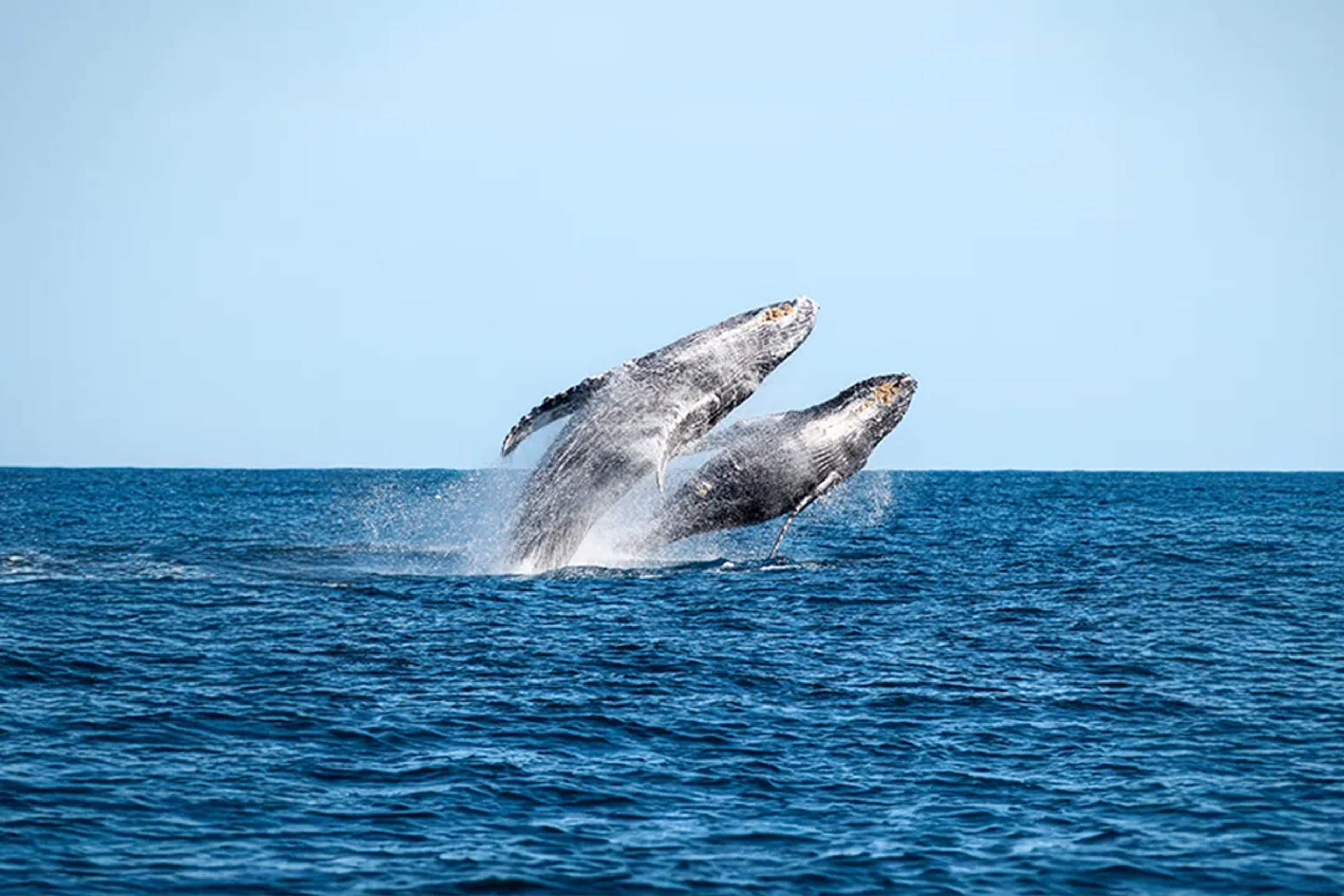 Humpback whales breaching in the Sea of Cortez during a whale watching tour in Cabo San Lucas