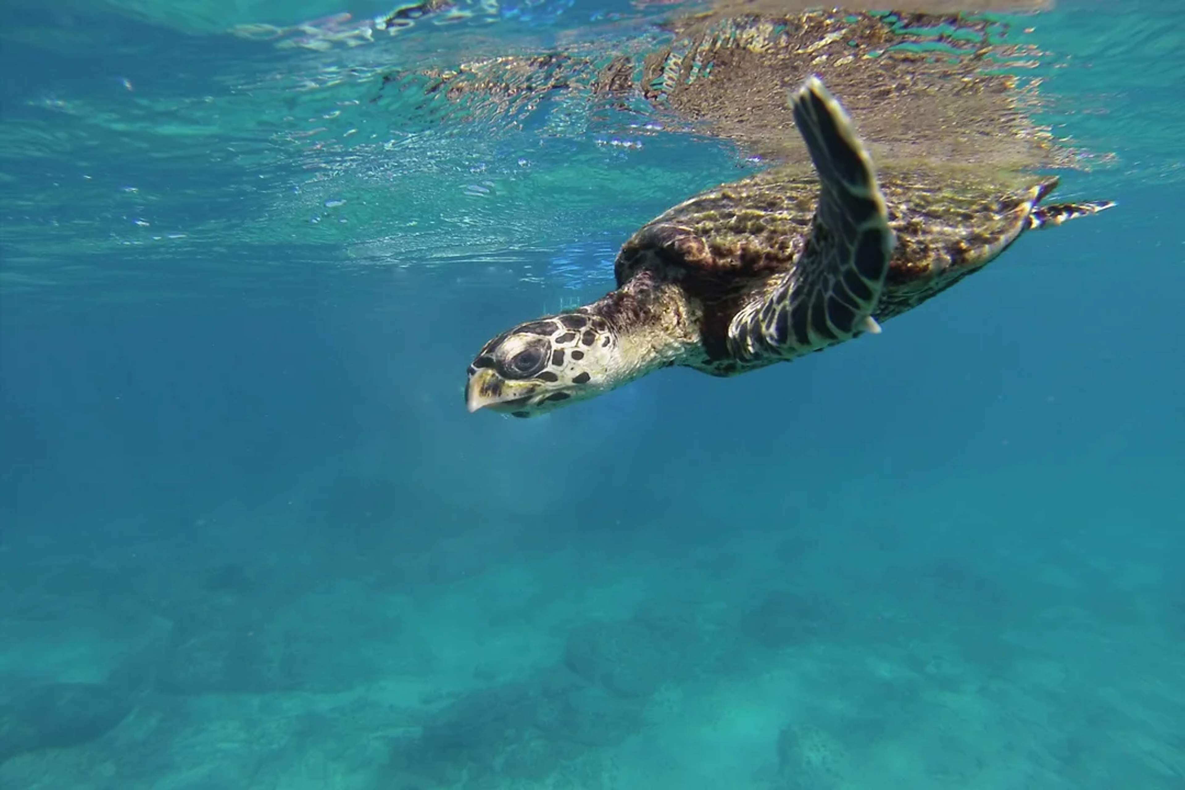 Tortuga marina deslizándose bajo el agua en un mar cristalino con luz solar en la superficie.