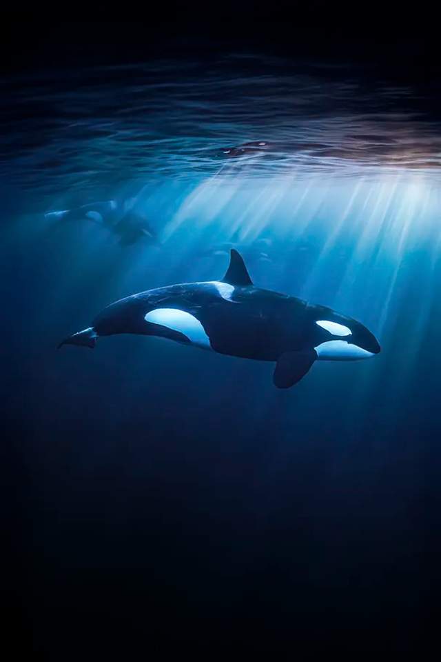 Majestic orca swimming gracefully underwater with sun rays shining through the ocean surface.