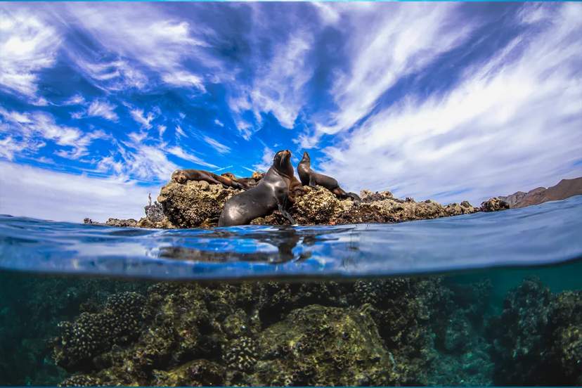Cabo Pulmo: Un Tesoro Del Océano Rescatado Por Una Comunidad Unida