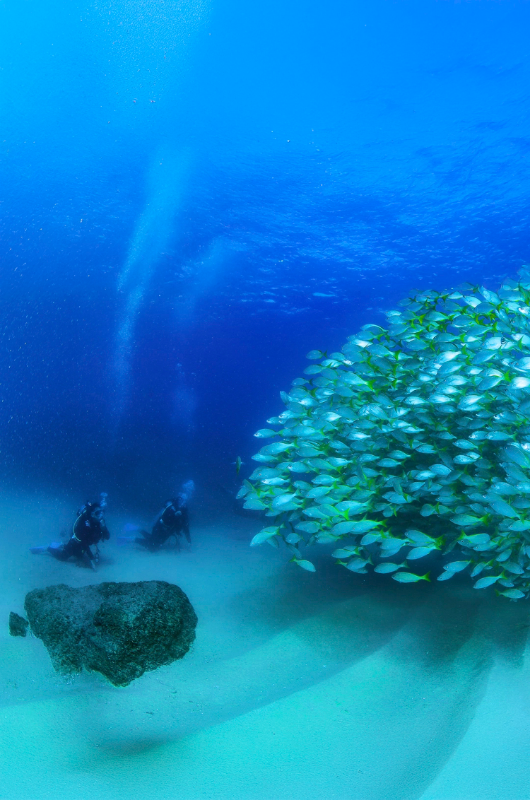 Buzos observando un gran cardumen de peces en las profundidades de Cabo San Lucas.