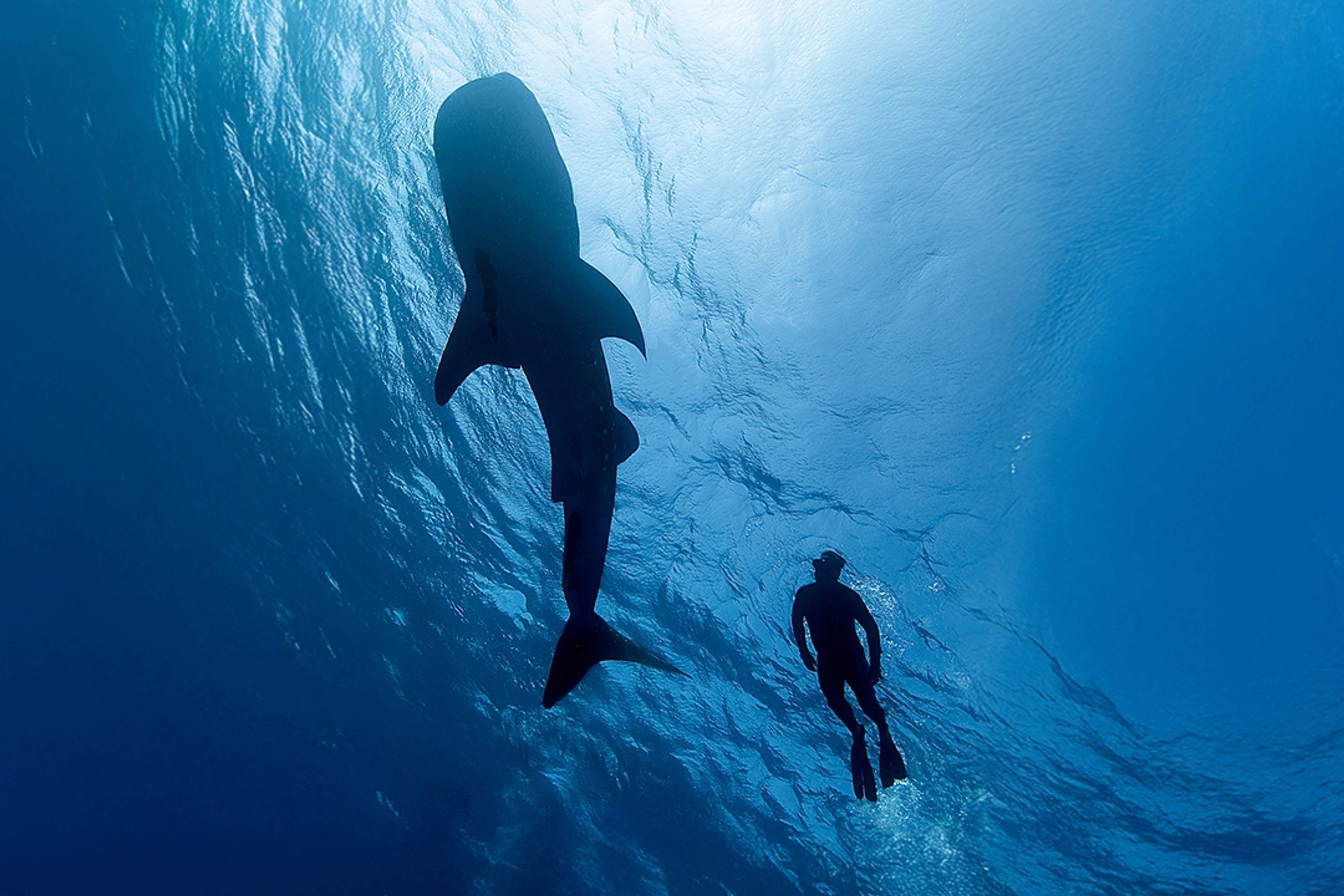 A snorkeler swims alongside a massive whale shark in deep blue waters, showcasing the grandeur of the ocean.