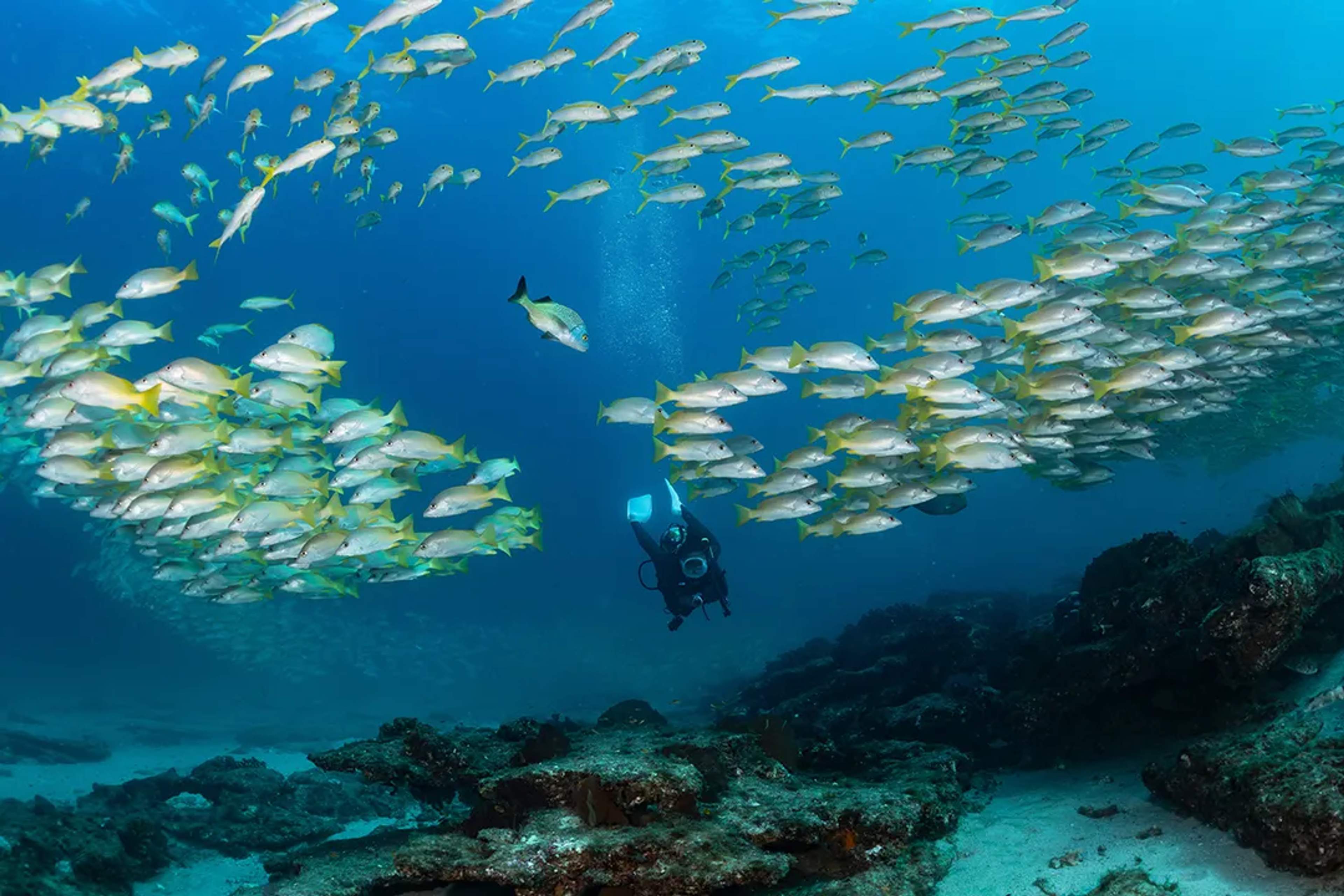 Scuba diver swimming among a large school of tropical fish in clear blue ocean water