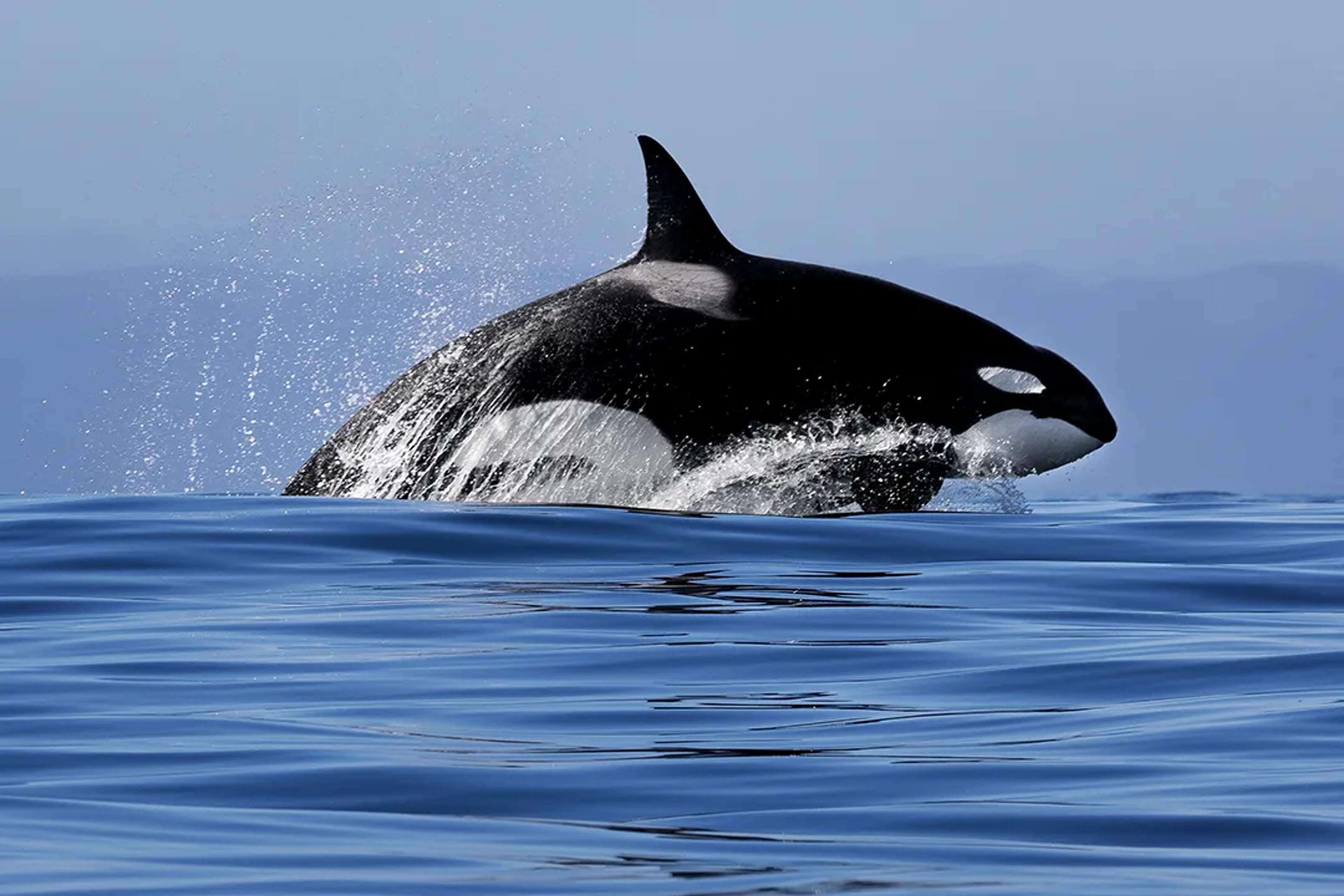 Orca breaching the surface of the Sea of Cortez in Baja California Sur, Mexico.