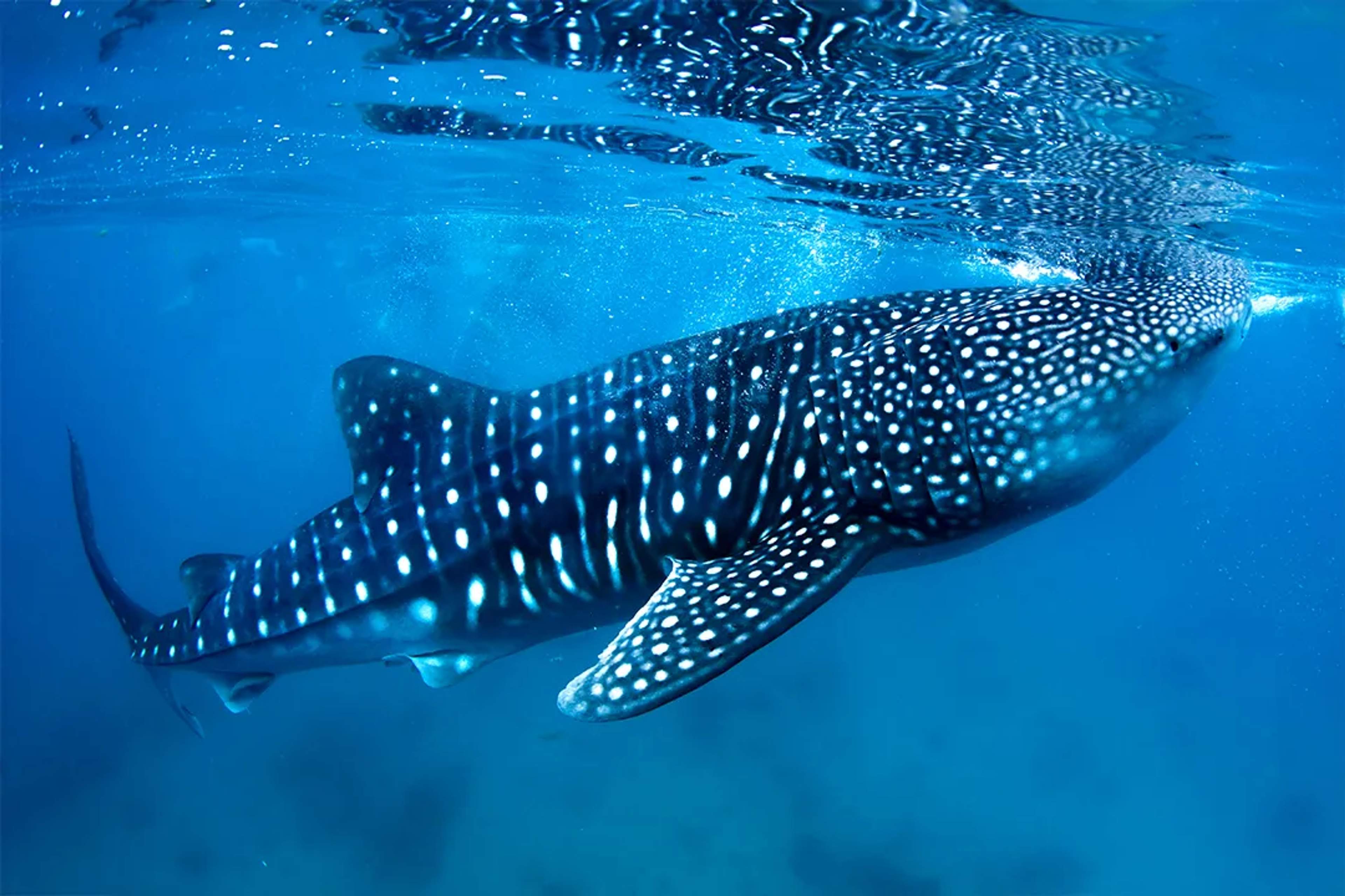 Whale shark swimming in clear blue water during a guided ocean adventure in Mexico