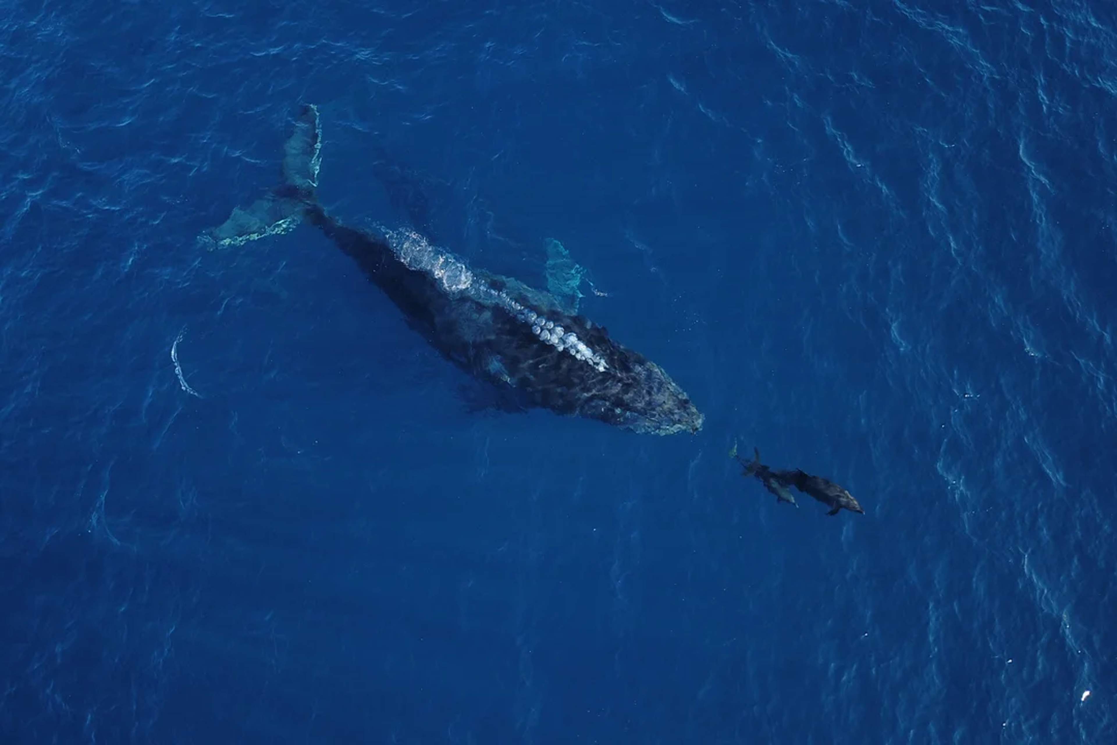 Una ballena jorobada nada junto a su cría en aguas profundas, vista desde lo alto.