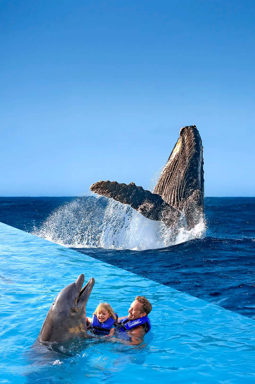 Nada con delfines y observa ballenas jorobadas en Los Cabos, un combo único de vida silvestre con Cabo Adventures.