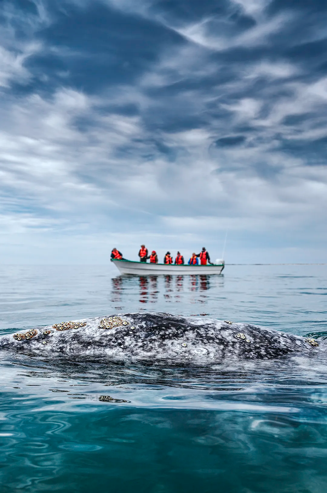 A gray whale's back surfaces near a boat of tourists observing calmly in open ocean waters under a cloudy sky.