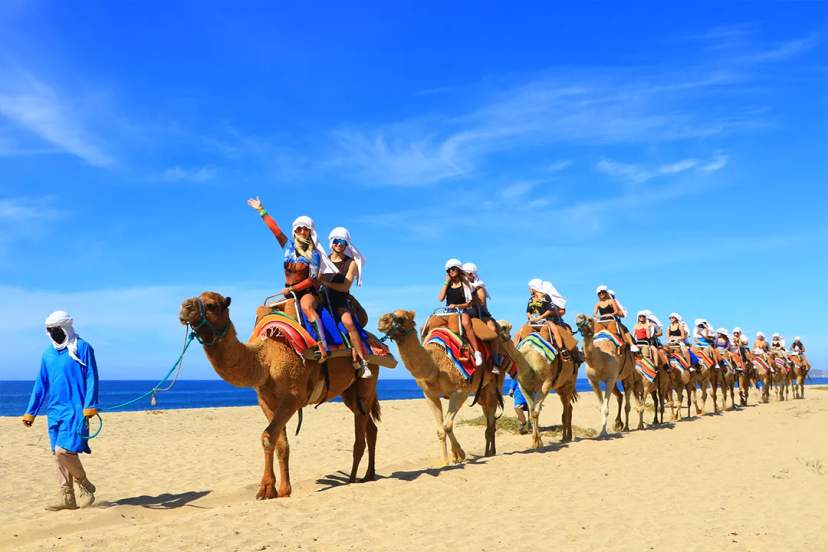 Group camel ride along Los Cabos beach with ocean views and guided desert tour under clear blue sky