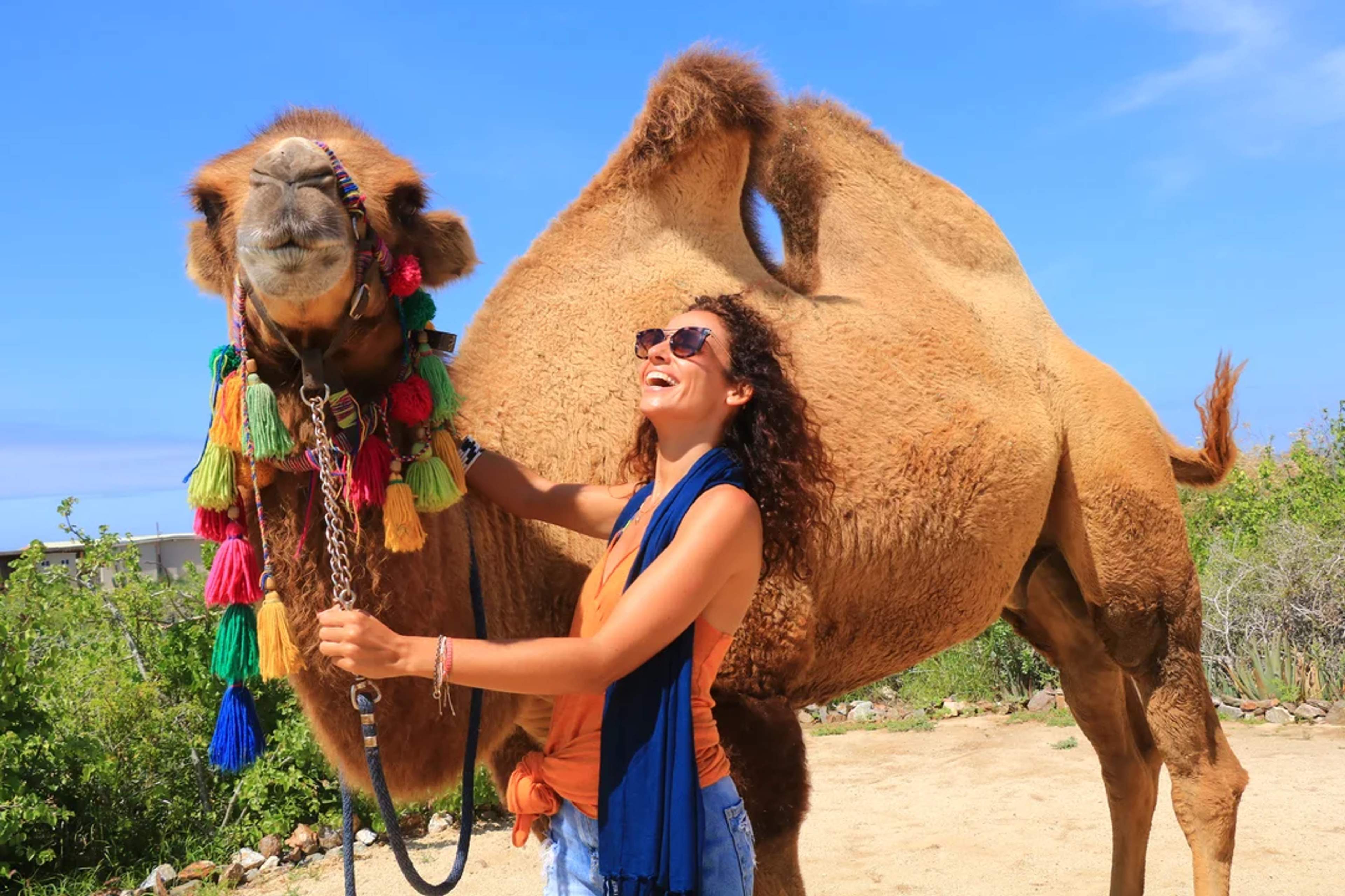 Una mujer feliz interactúa con un camello decorado bajo el sol de Cabo, disfrutando una experiencia única.