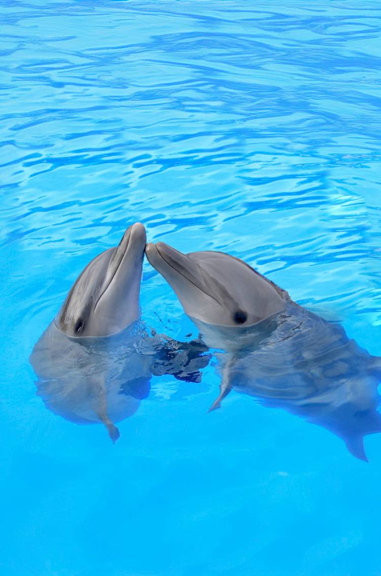 Dolphins interacting in the water during a dolphin swim tour in Cabo San Lucas.
