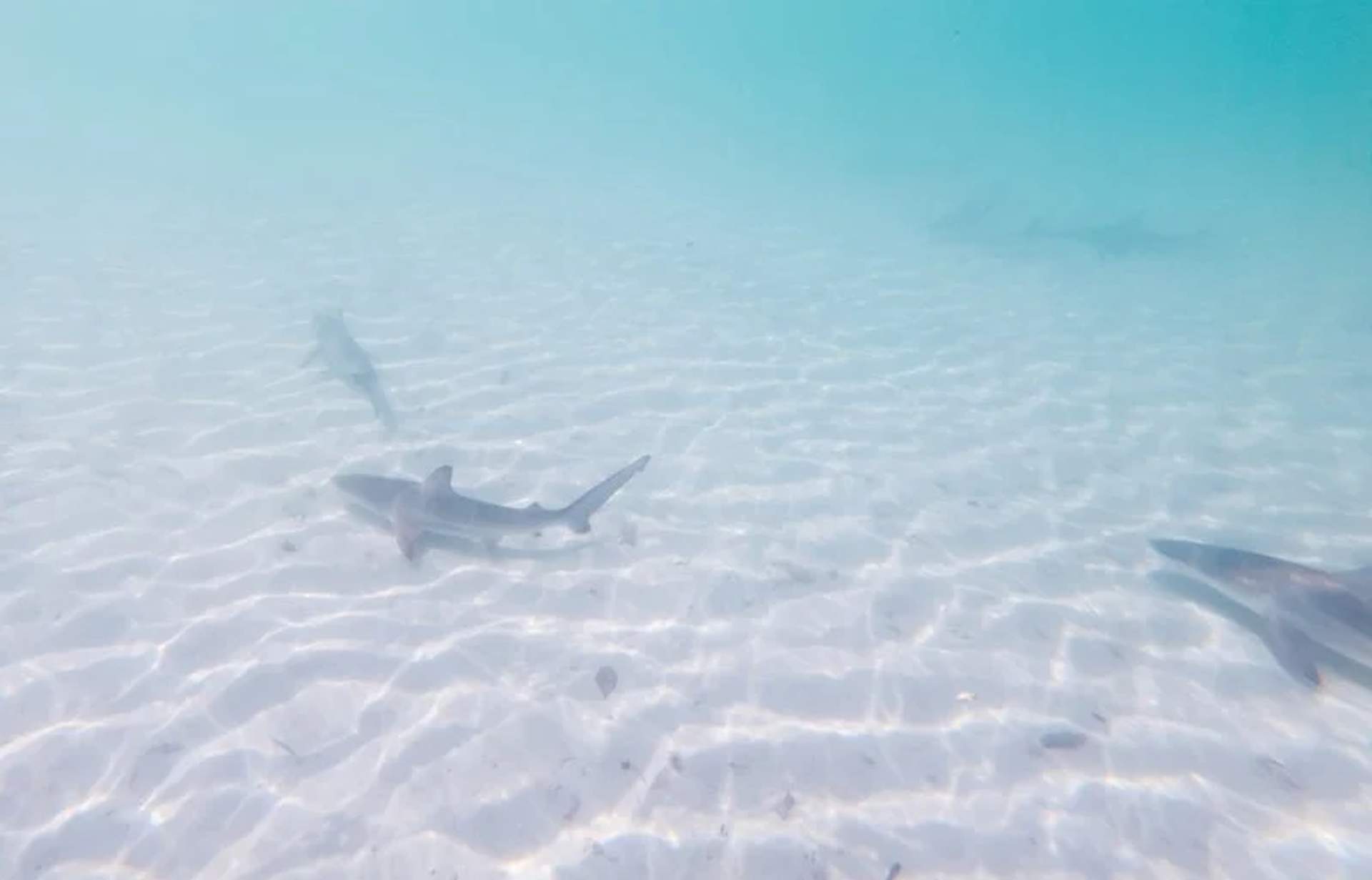 Varias crías de tiburón nadando en aguas poco profundas con fondo de arena blanca. La claridad del agua permite ver los tiburones en su entorno natural bajo la luz del sol.