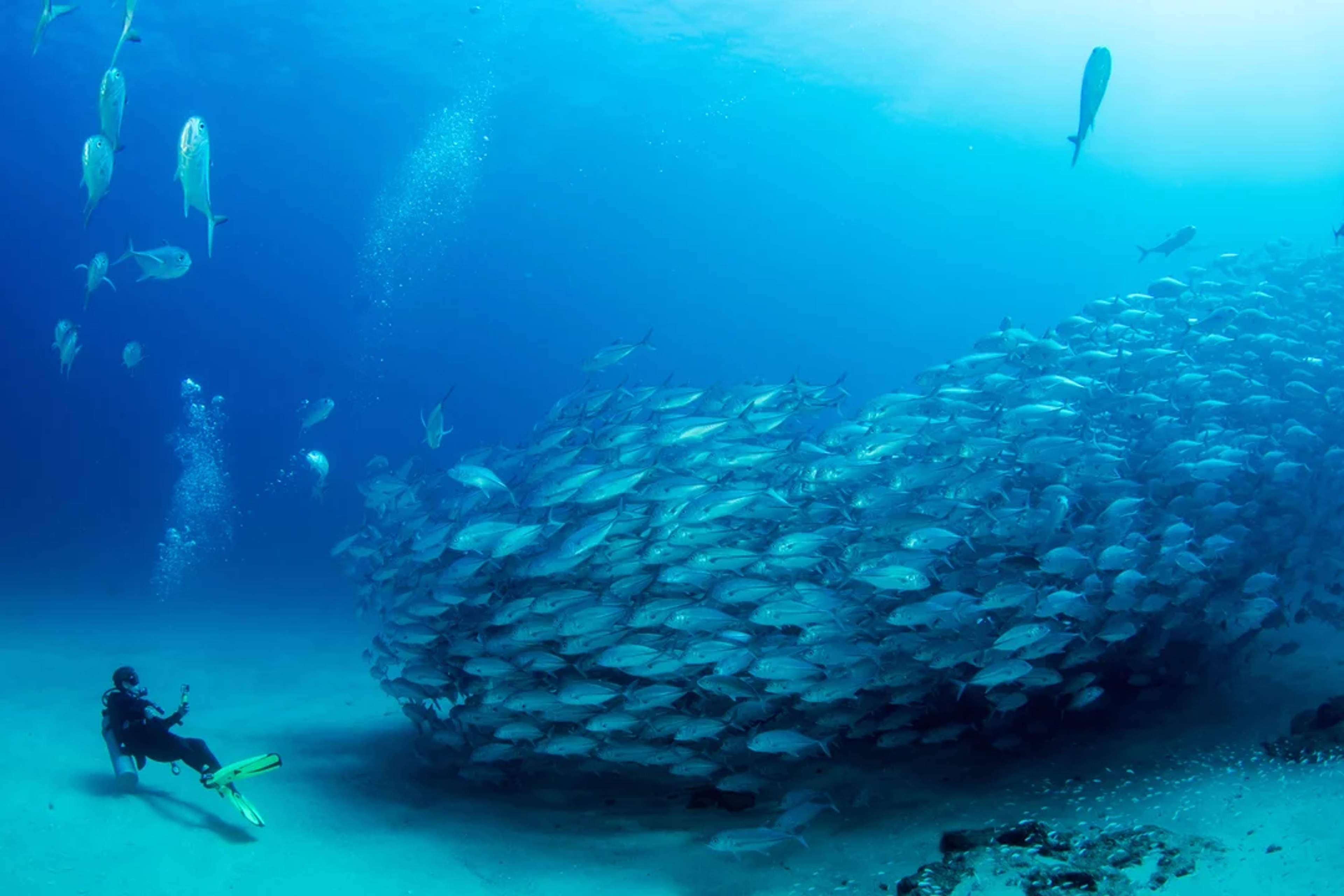 Bucea en el arrecife de Cabo Pulmo y observa bancos de peces en un santuario marino de clase mundial.