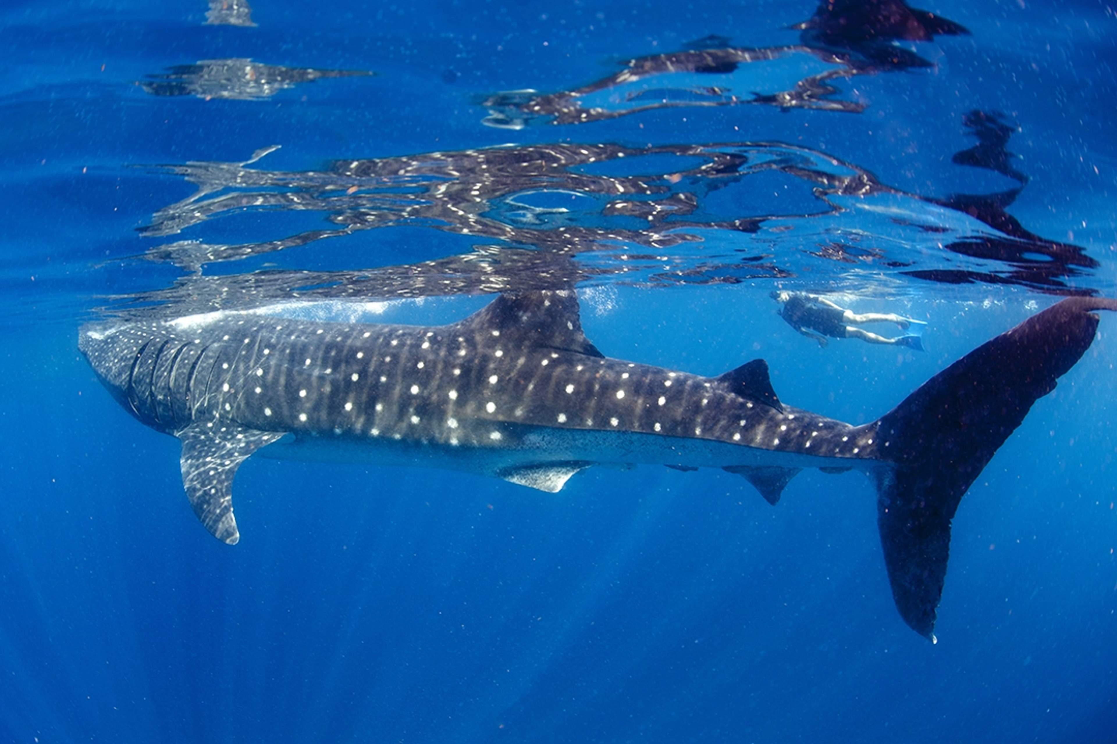A whale shark swims in clear blue waters as a snorkeler observes from a distance, creating a serene underwater scene.