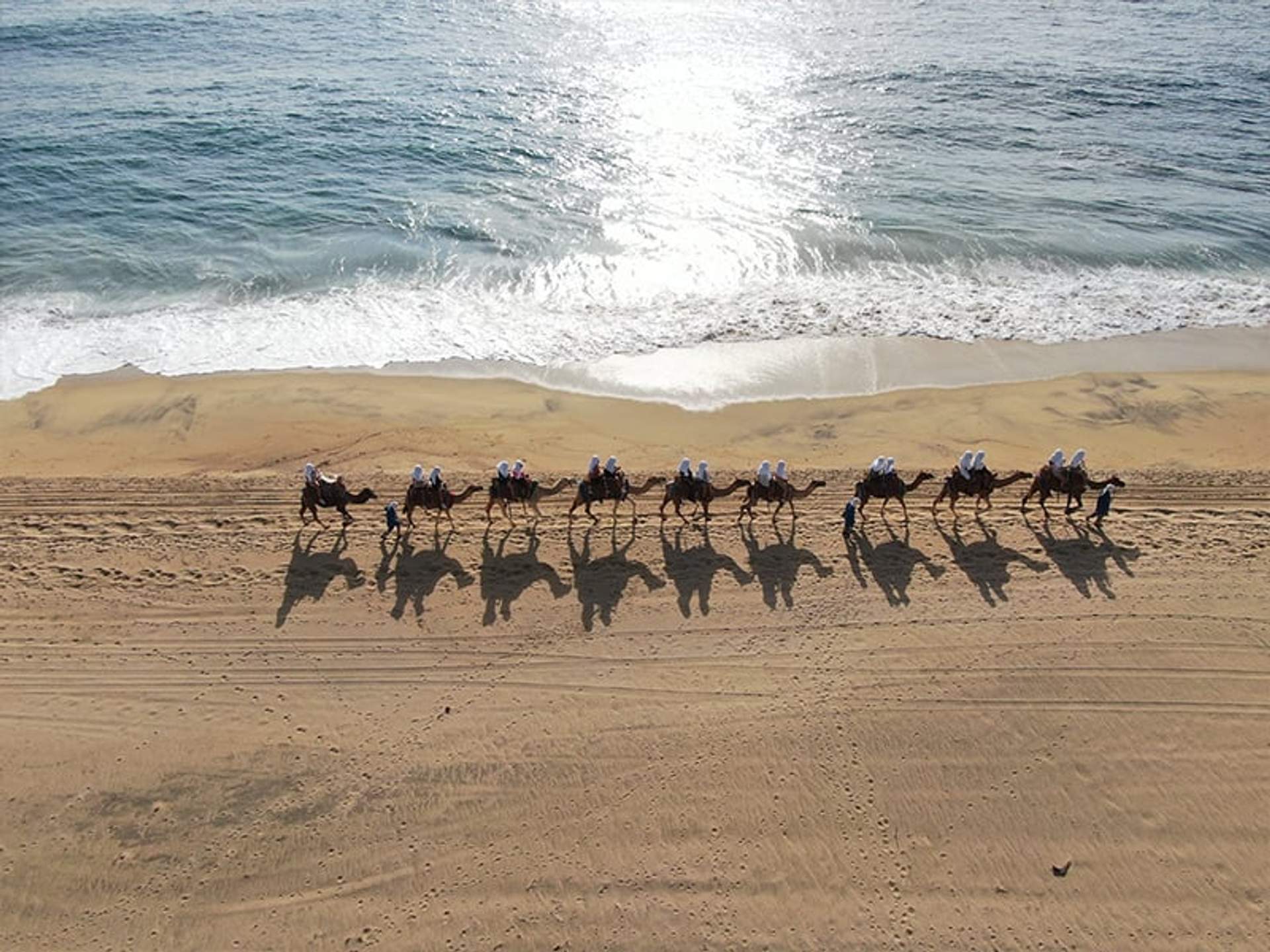 Aerial view of a line of camels walking along a sandy beach next to the ocean, casting long shadows in the sunlight.