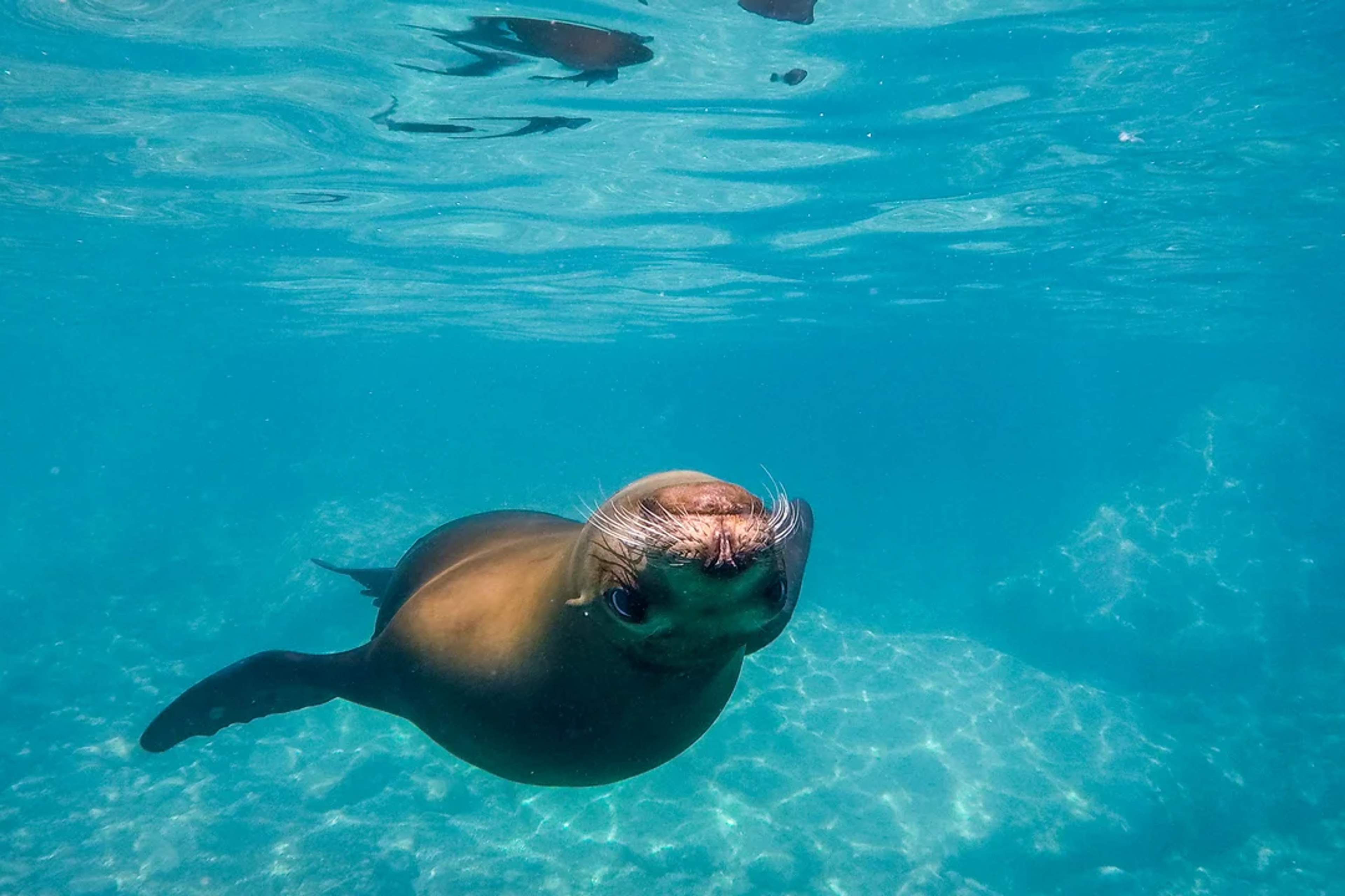 Un lobo marino curioso nada cerca de la cámara en aguas azul turquesa y cristalinas.