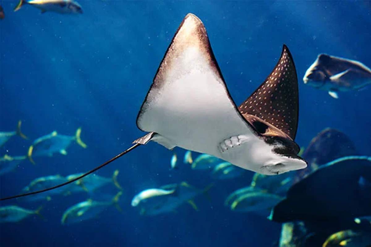 A spotted eagle ray swims gracefully in an aquarium, its wide wings gliding through the water. Surrounding it are various smaller fish, creating a serene underwater scene.