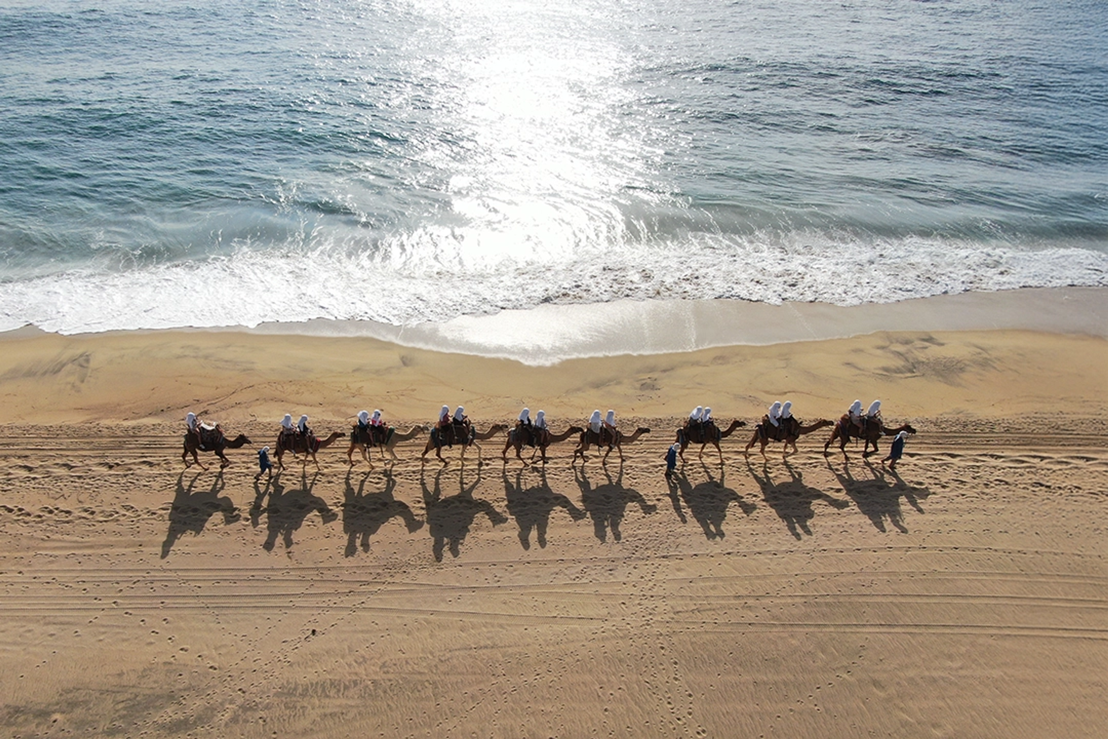 Un grupo de camellos camina por una playa de arena cerca del océano, con sus sombras alargándose bajo el sol brillante.