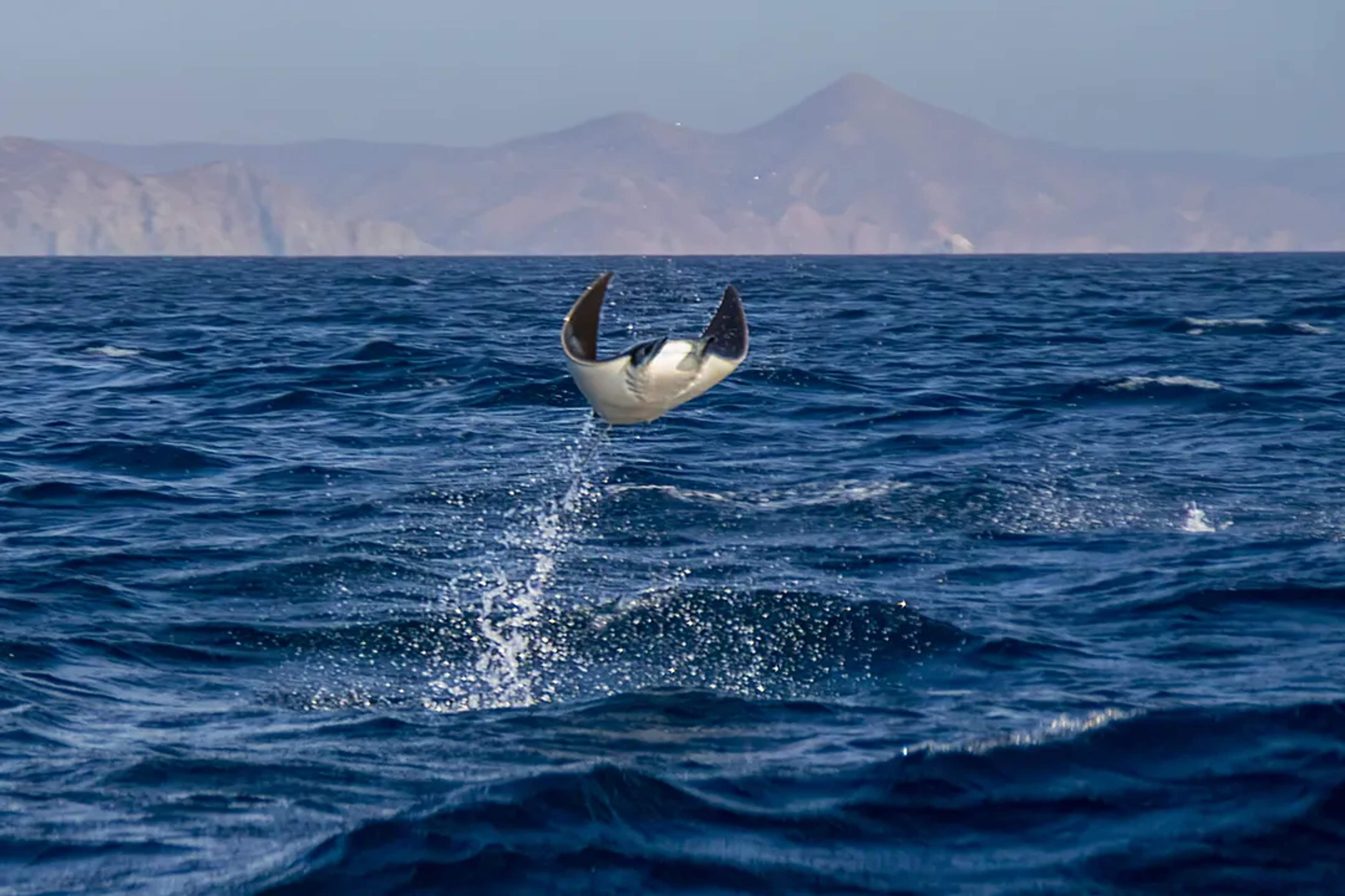 Raya mobula saltando del mar cerca de La Ventana, Baja California Sur, México, con montañas detrás