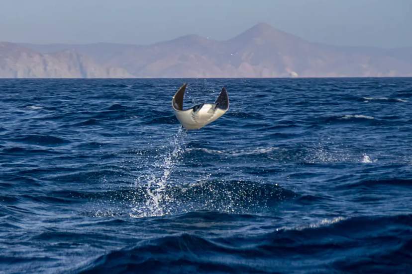 Mobula ray leaping out of the ocean near La Ventana, Baja California Sur, Mexico, with mountains behind