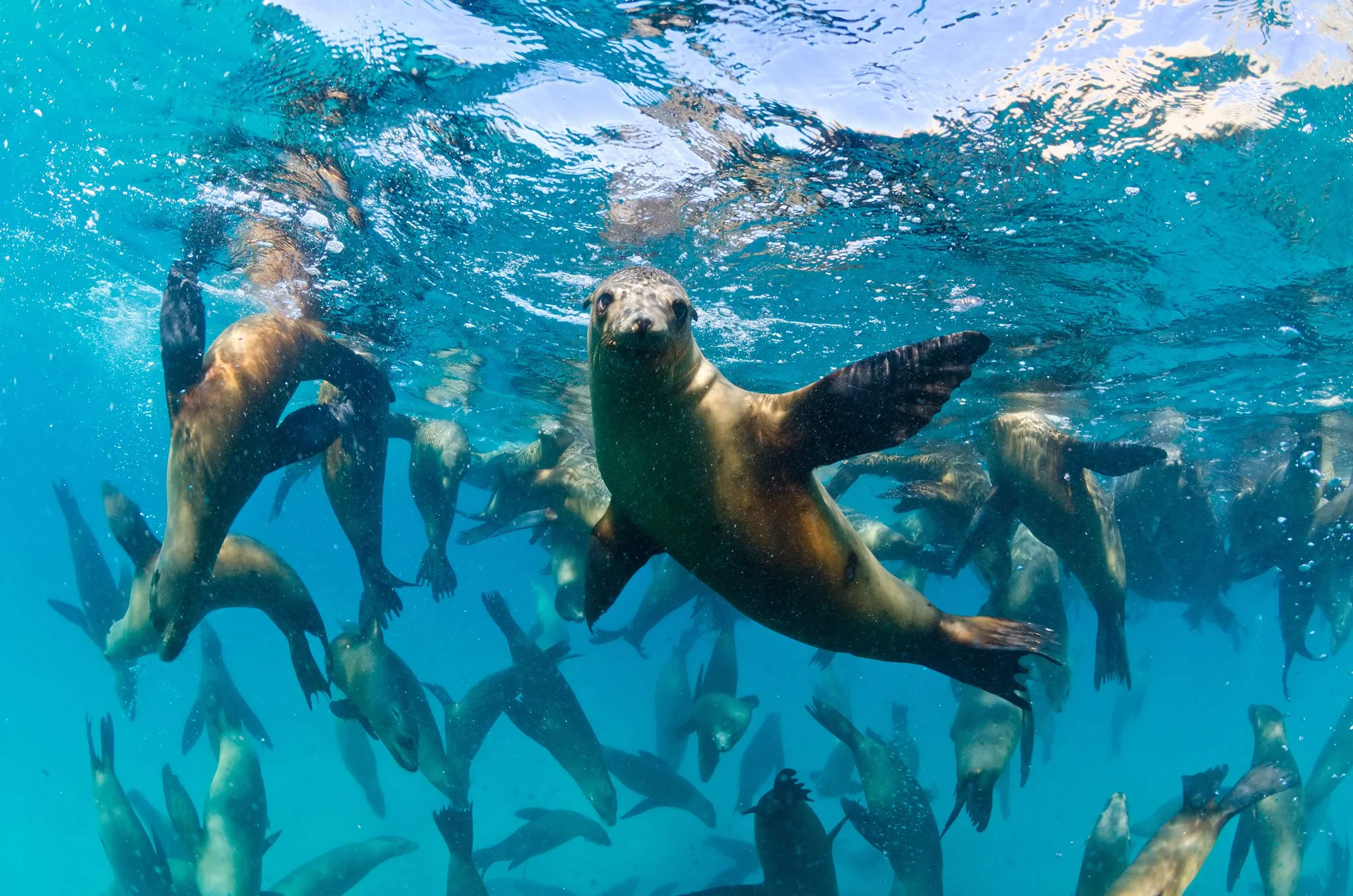 Un grupo de lobos marinos nada hacia la cámara en aguas turquesas cristalinas de Baja California Sur.