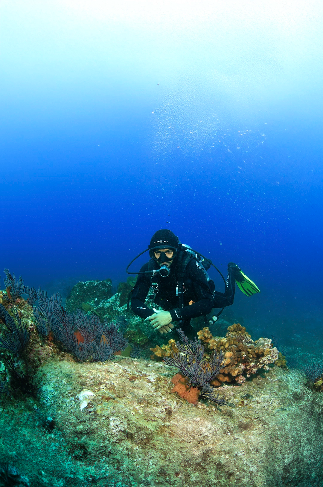 Diver exploring a colorful reef in the crystal-clear waters of Cabo San Lucas.