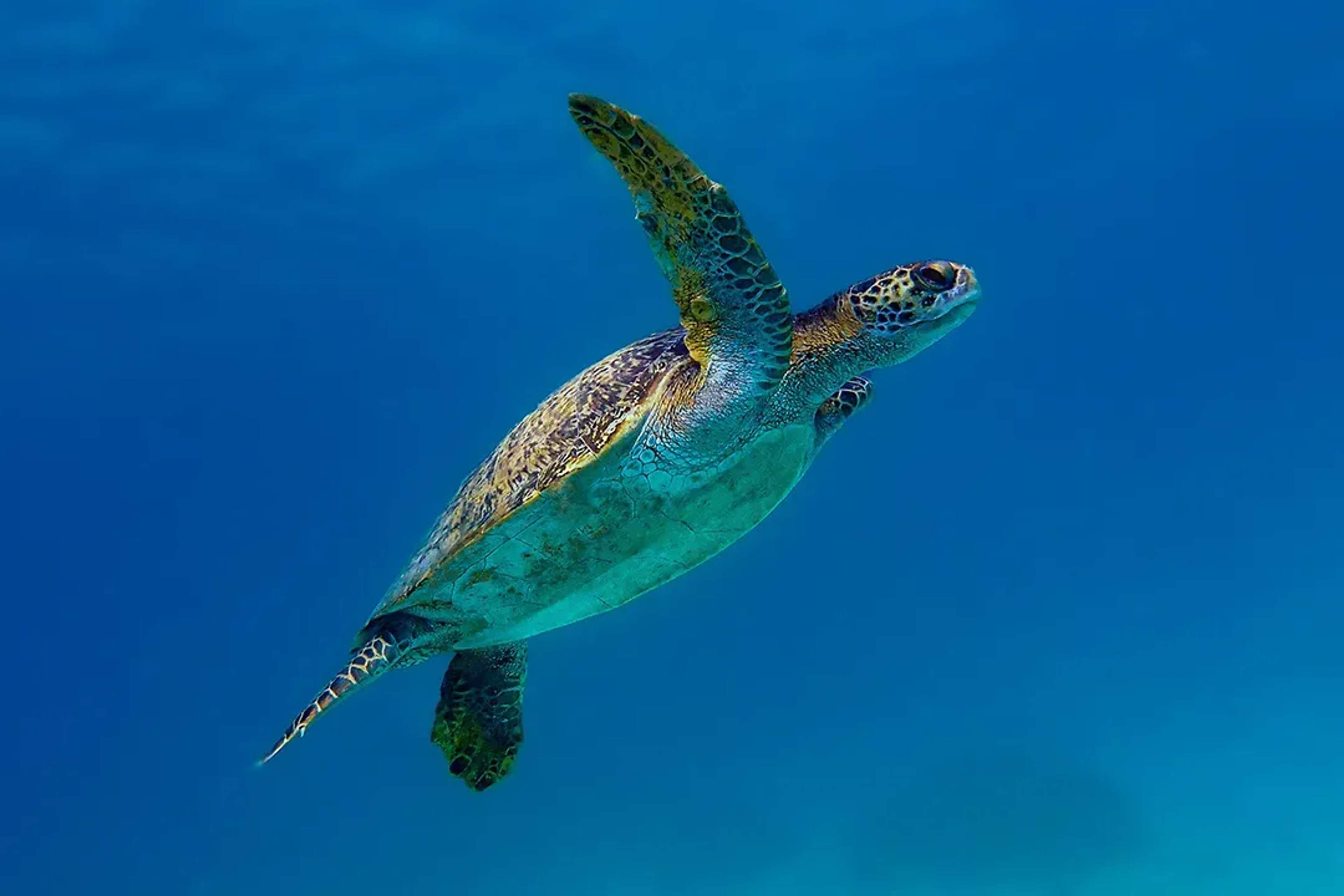 Green sea turtle swimming in the Sea of Cortez during a Cabo snorkeling and diving adventure