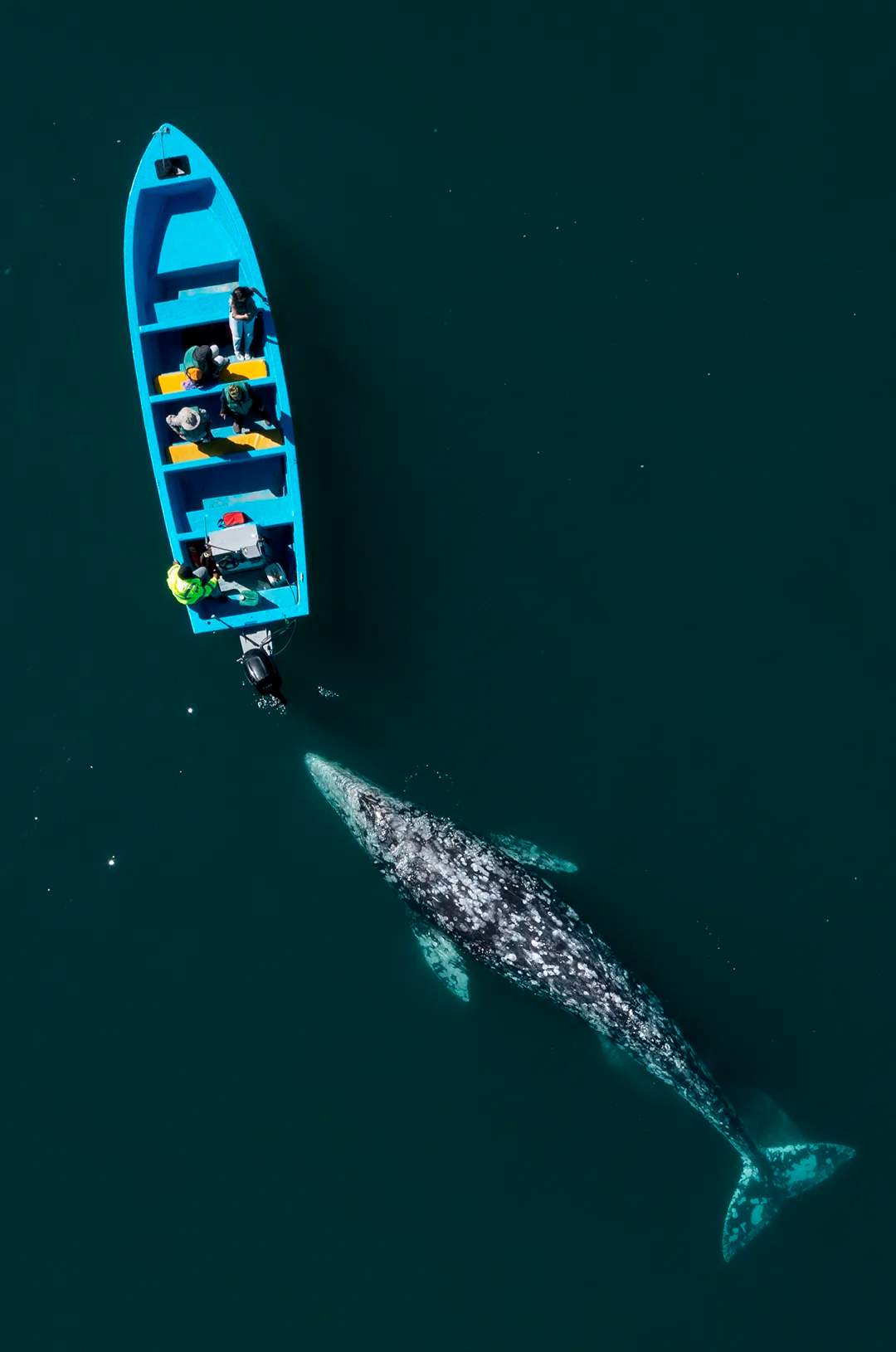 A gray whale swims near a small blue boat with tourists observing closely in calm, dark ocean waters.
