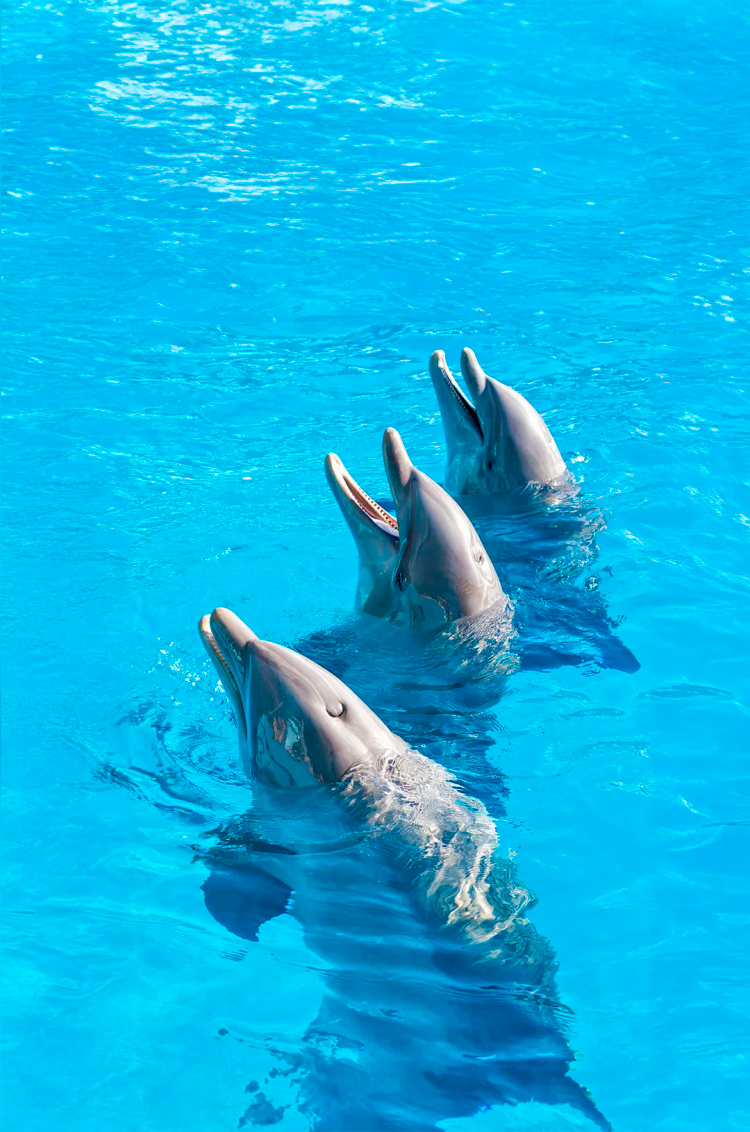 Three dolphins swimming in sync during an experience in Cabo San Lucas.