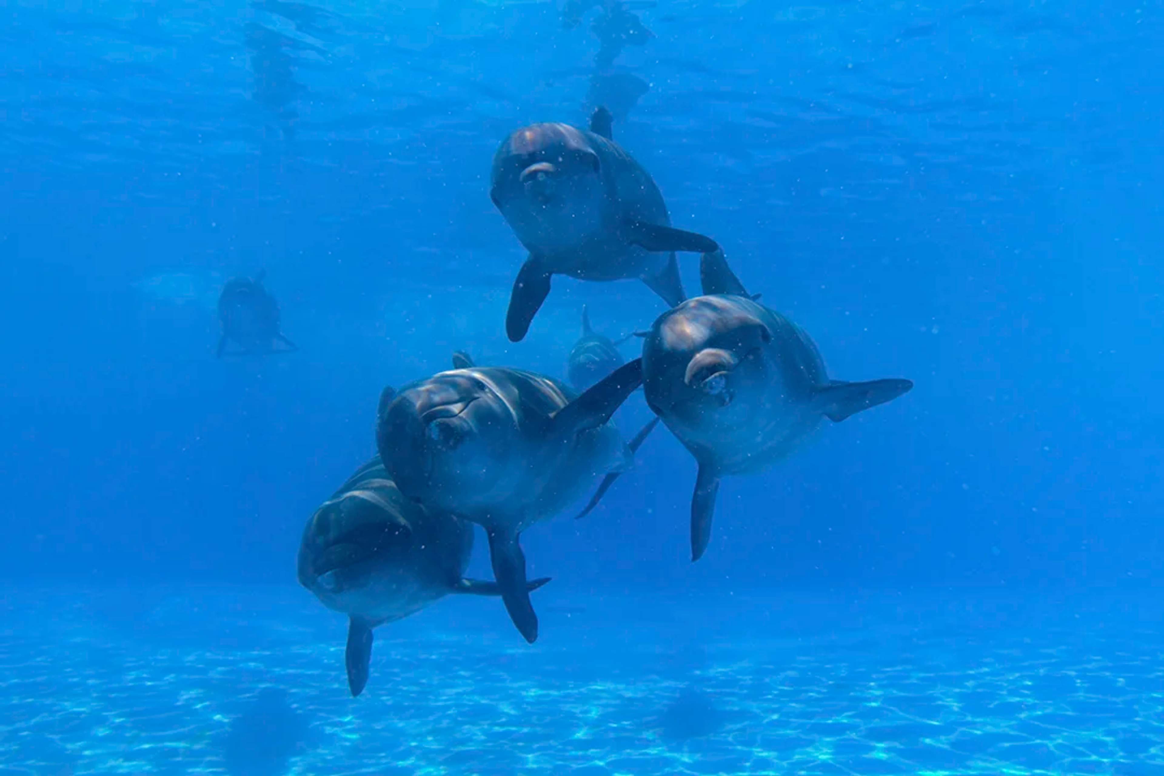A playful group of dolphins swims underwater, facing the camera in clear blue water, creating a sense of curiosity and unity.