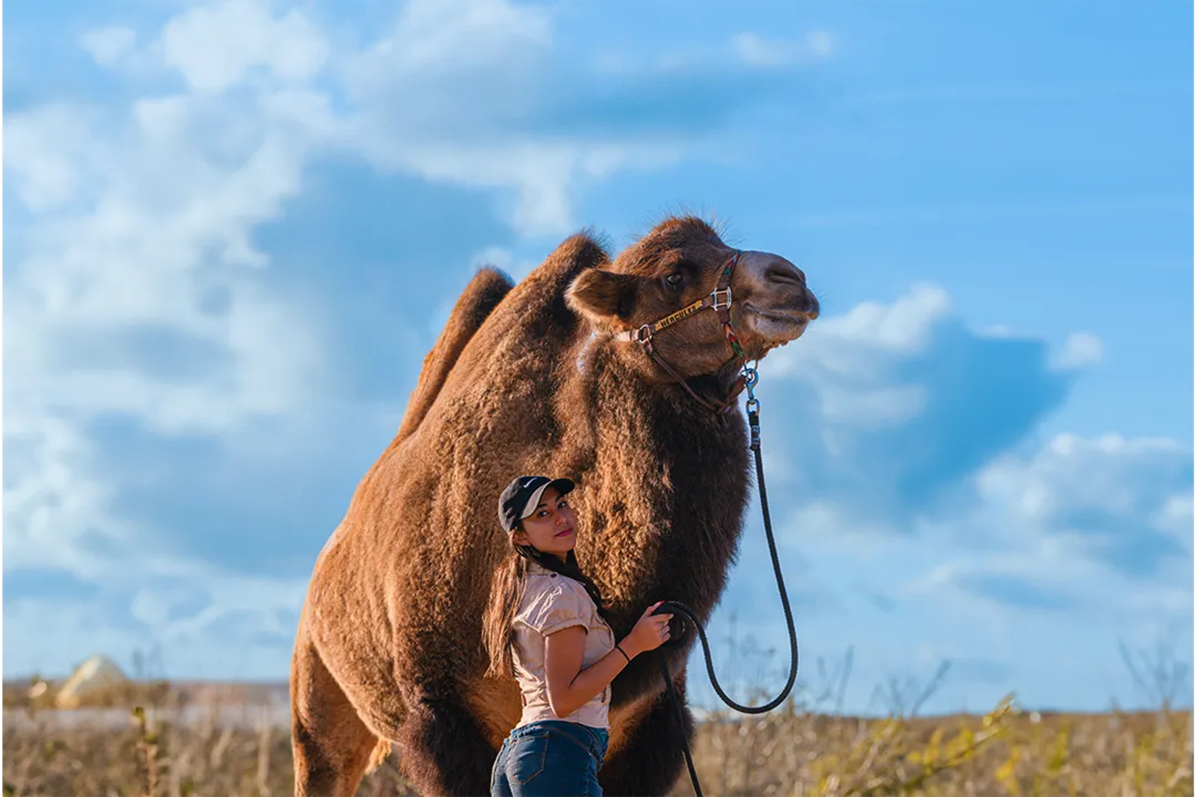 Fun Facts About Camels