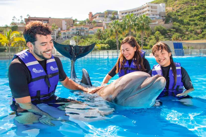 Cabo Dolphin Swim: How To Select The Right Dolphin Experience For Your Family