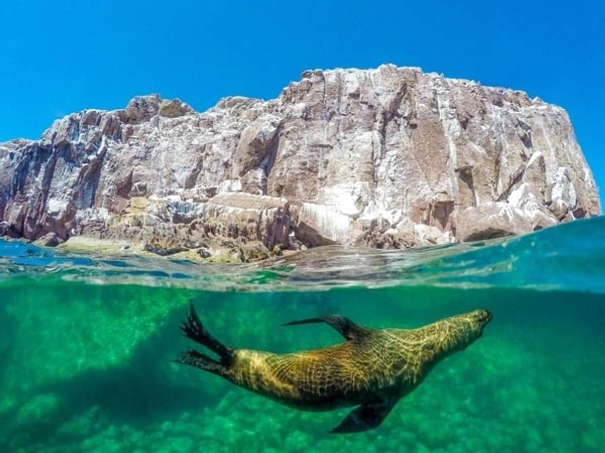 A sea lion swims gracefully underwater in clear, greenish-blue water, with the rugged, rocky cliffs of an island visible above the surface. The bright sunlight enhances the contrast between the vibrant underwater scene and the stark, rocky landscape above.