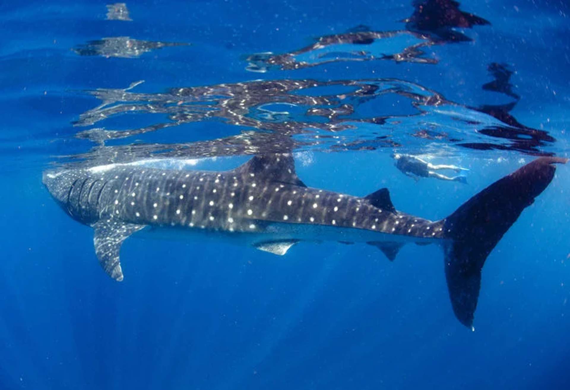 A whale shark swims just below the water's surface in a clear, blue ocean, its distinctive white spots and massive tail fin clearly visible. The sunlight reflects off the water, highlighting the gentle giant's unique patterns and the serene underwater environment.