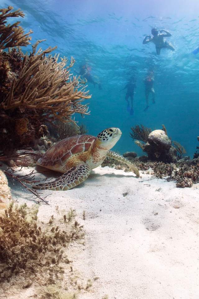 A sea turtle rests on the ocean floor near a coral reef, with four snorkelers swimming above in clear blue water.